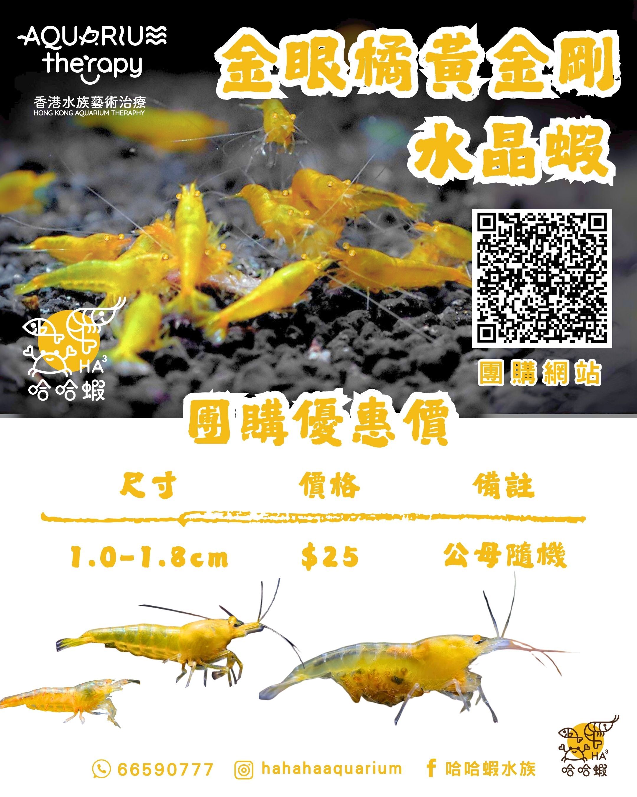 金眼橘黃金剛蝦｜OE Yellow Kingkong Shrimp [團購]