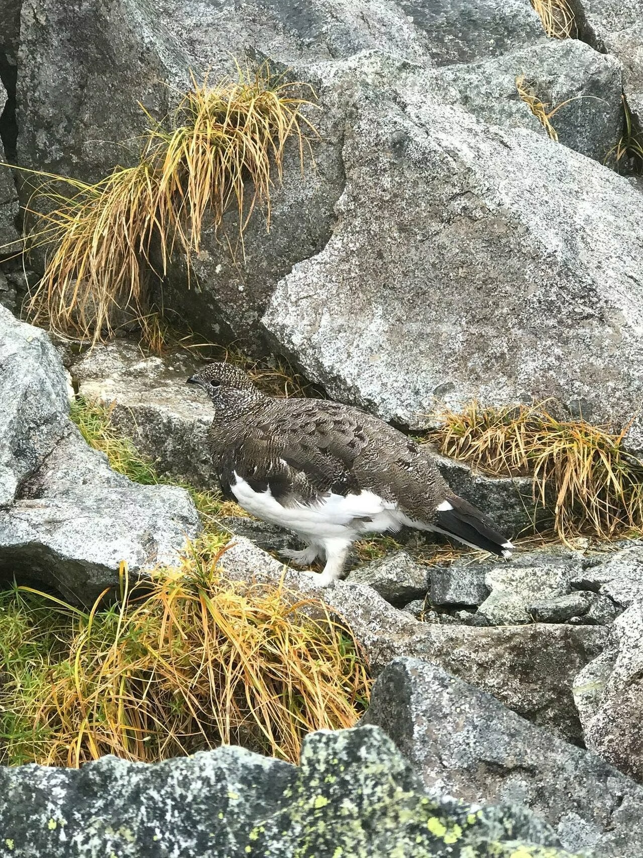 日本劔岳.立山環形健行