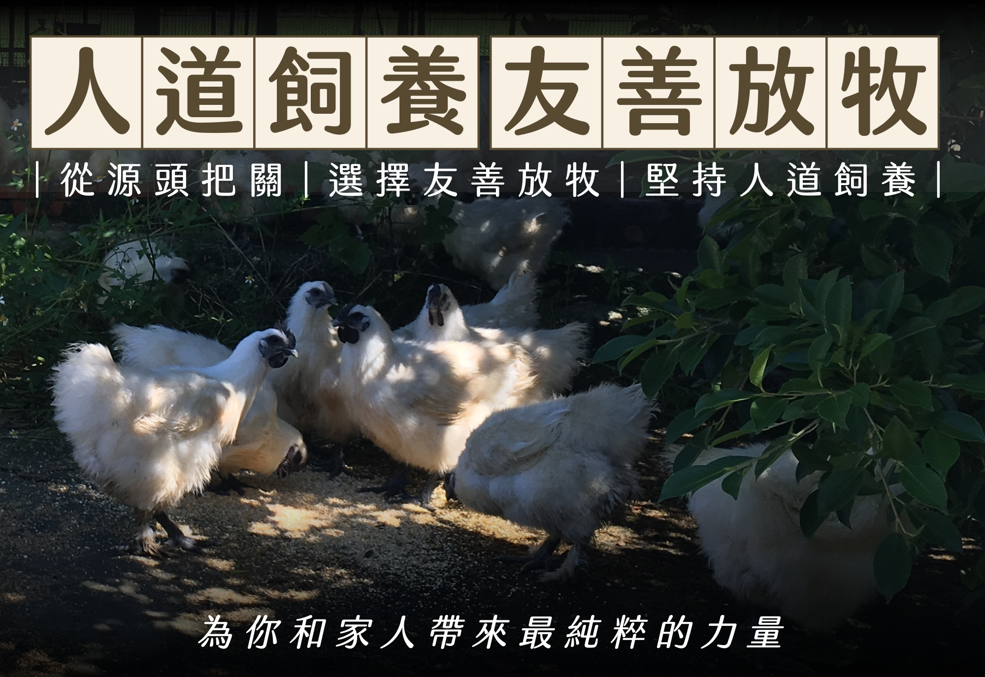 人道飼養與友善放牧