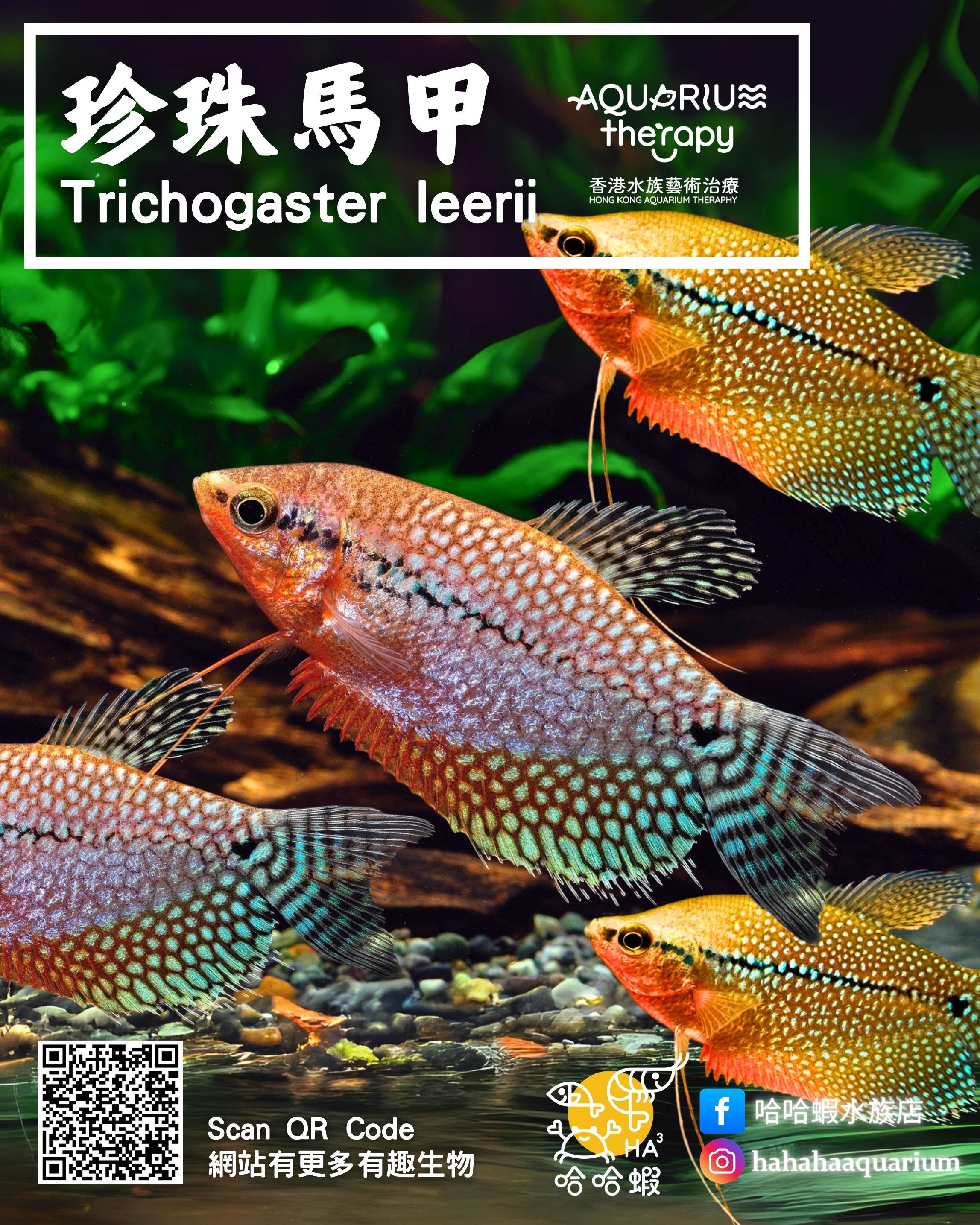 珍珠馬甲魚 | Trichogaster leerii
