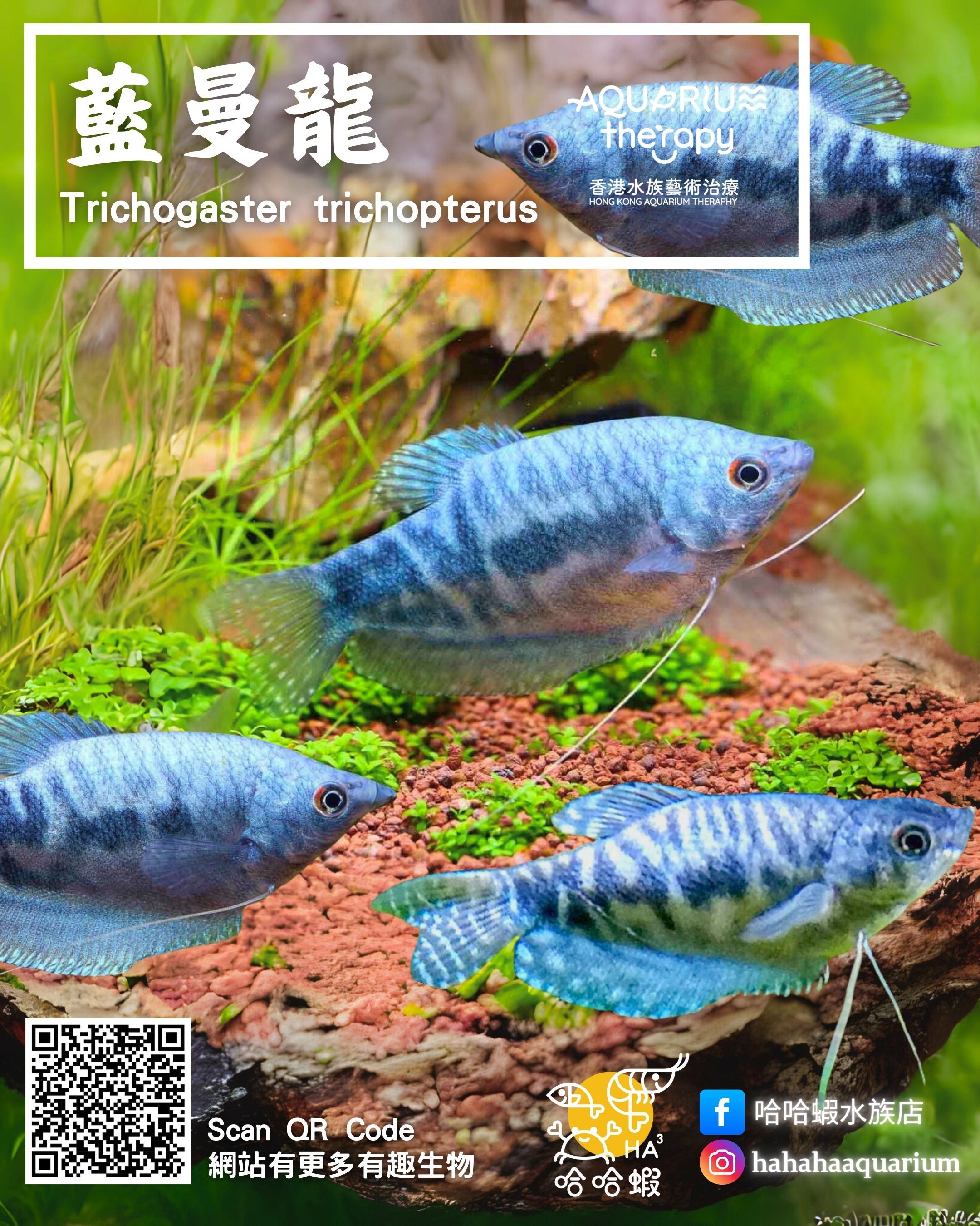 藍曼龍魚 | Trichogaster trichopterus