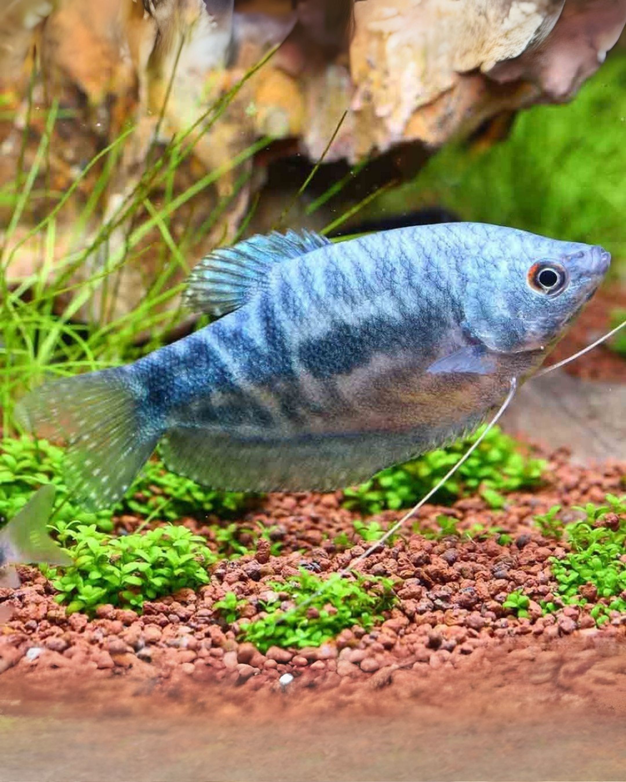 藍曼龍魚 | Trichogaster trichopterus