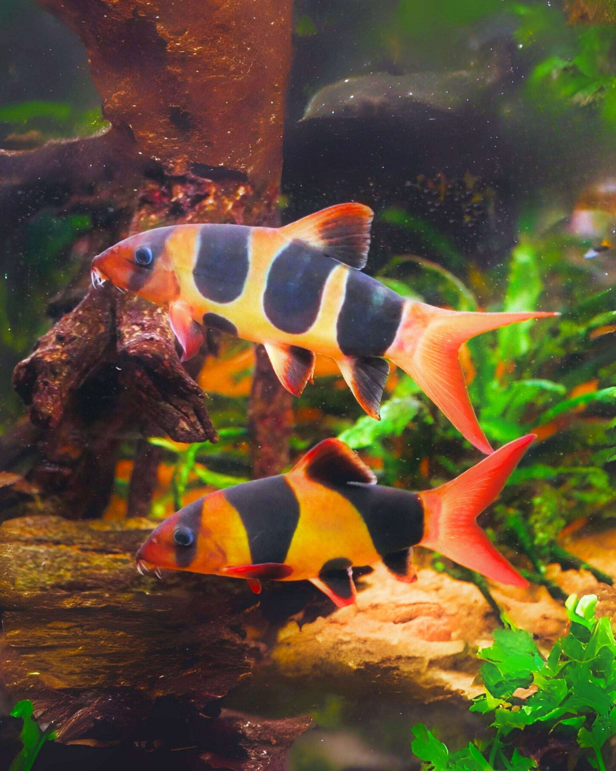 三間鼠 | Chromobotia macracantha