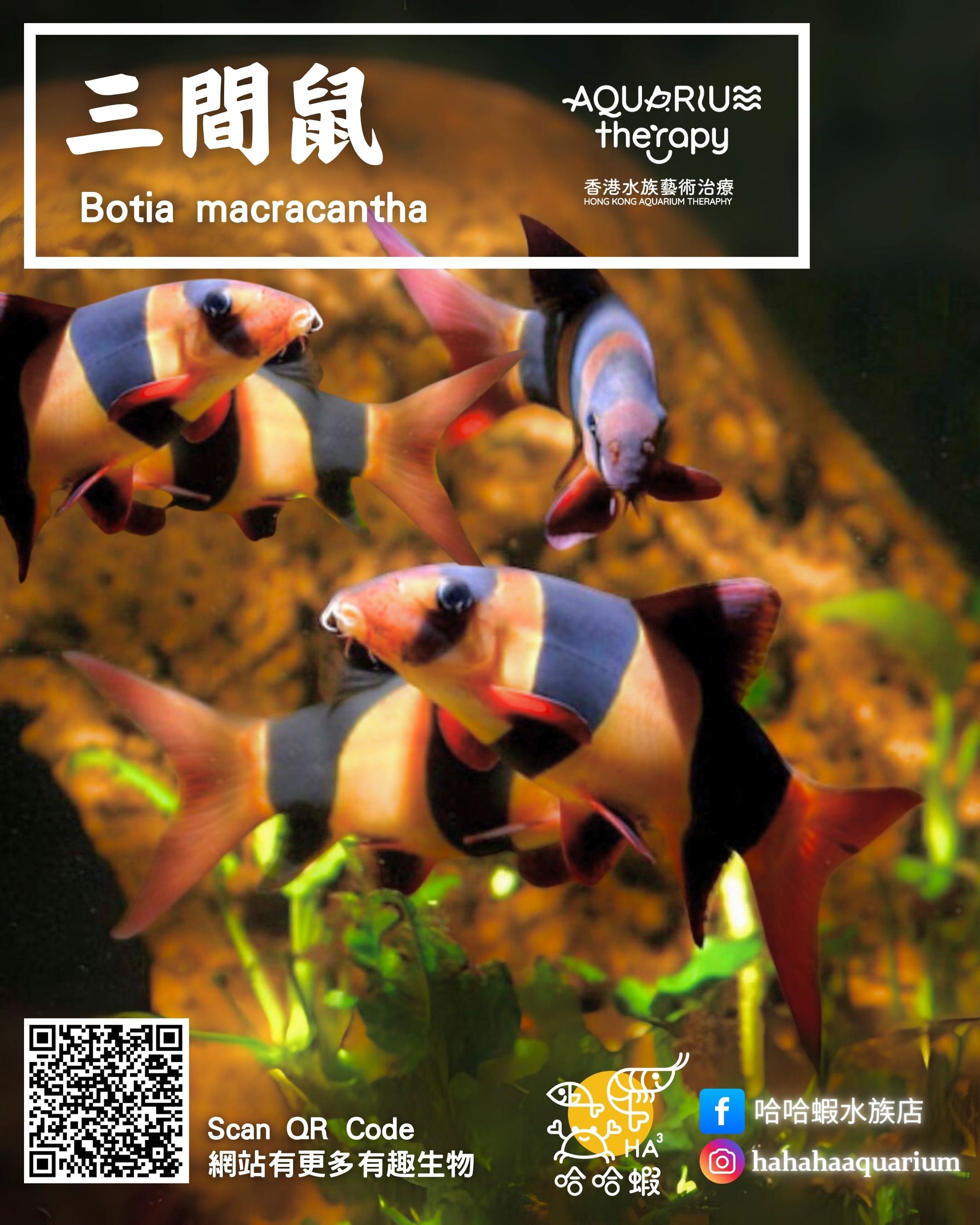 三間鼠 | Chromobotia macracantha