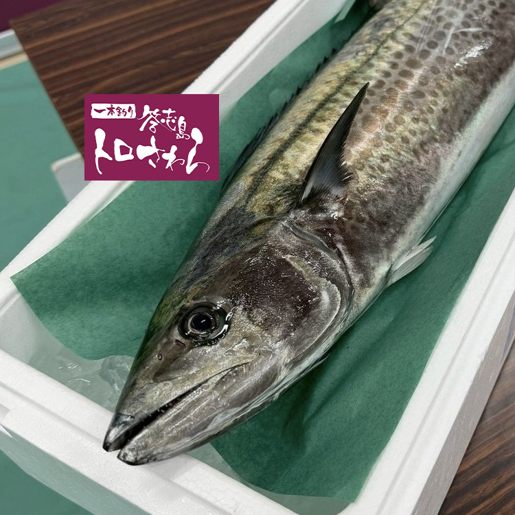 答志島トロ鰆