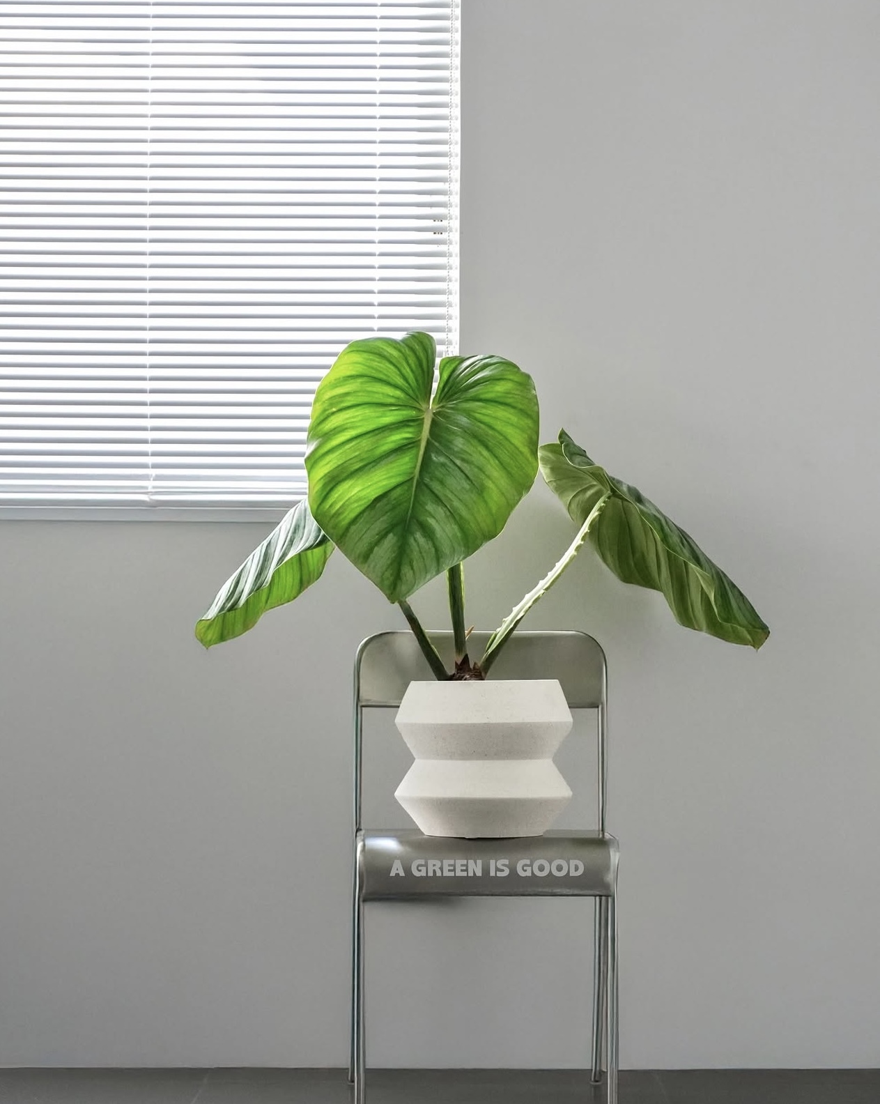 西瓜普洛蔓綠絨-  大葉