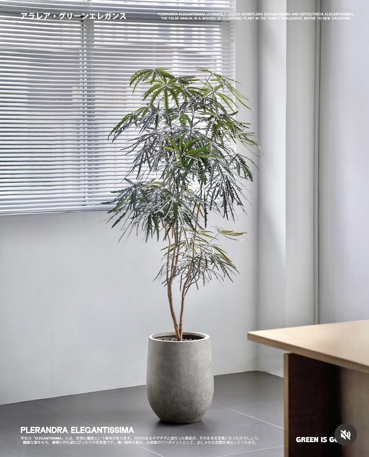 孔雀木—自帶呼吸感的植物