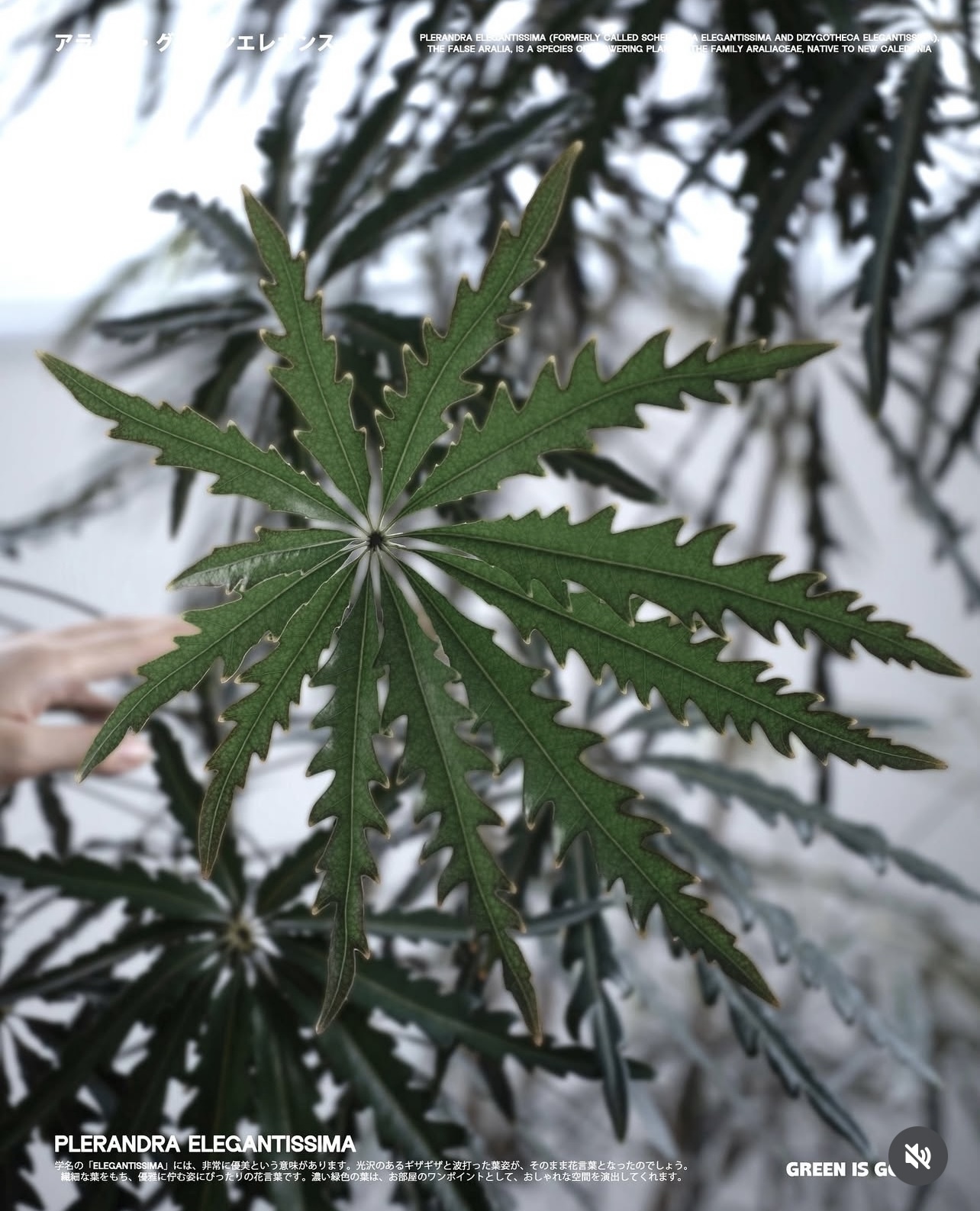 孔雀木—自帶呼吸感的植物