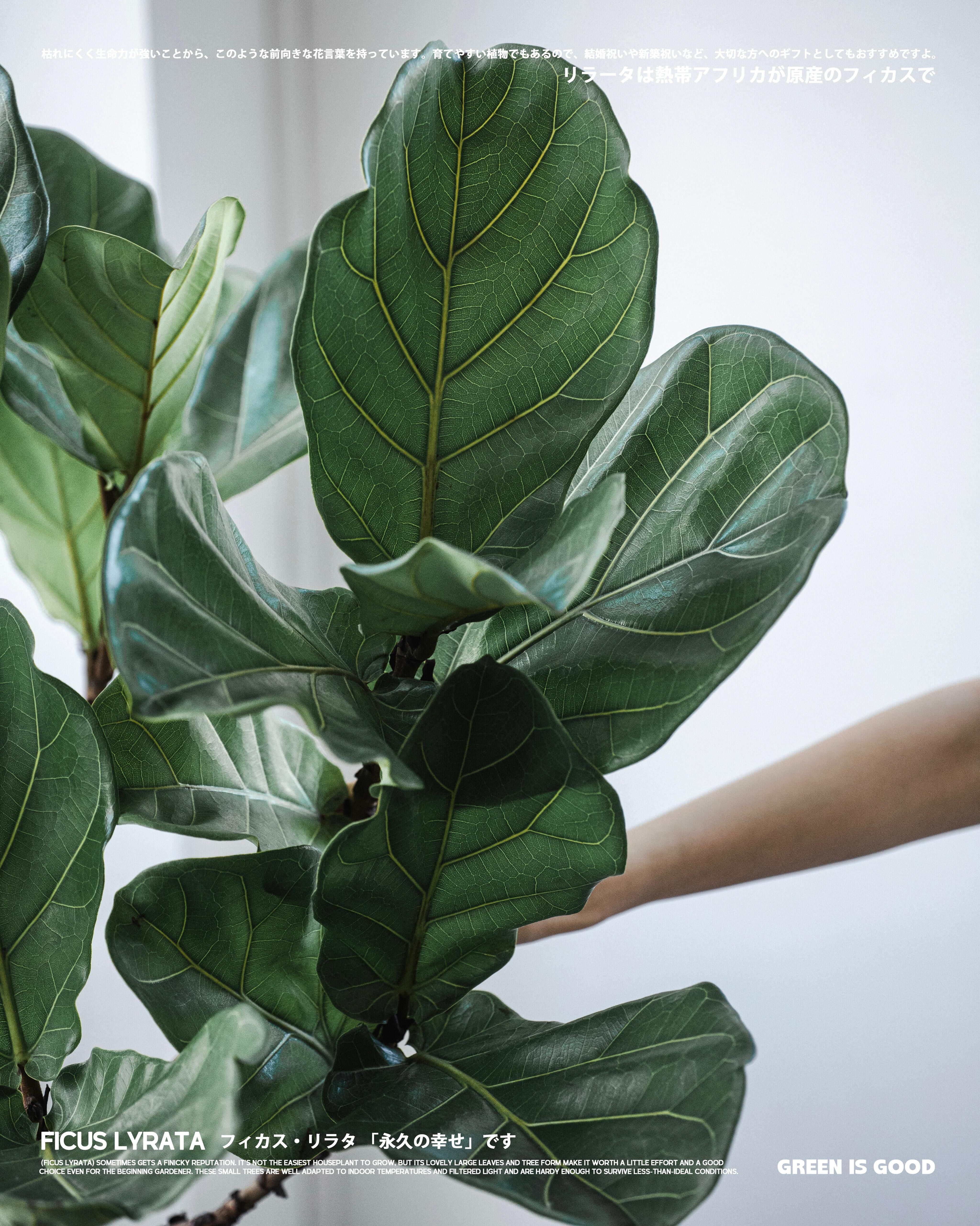 琴葉榕 — 植物屆的音樂家