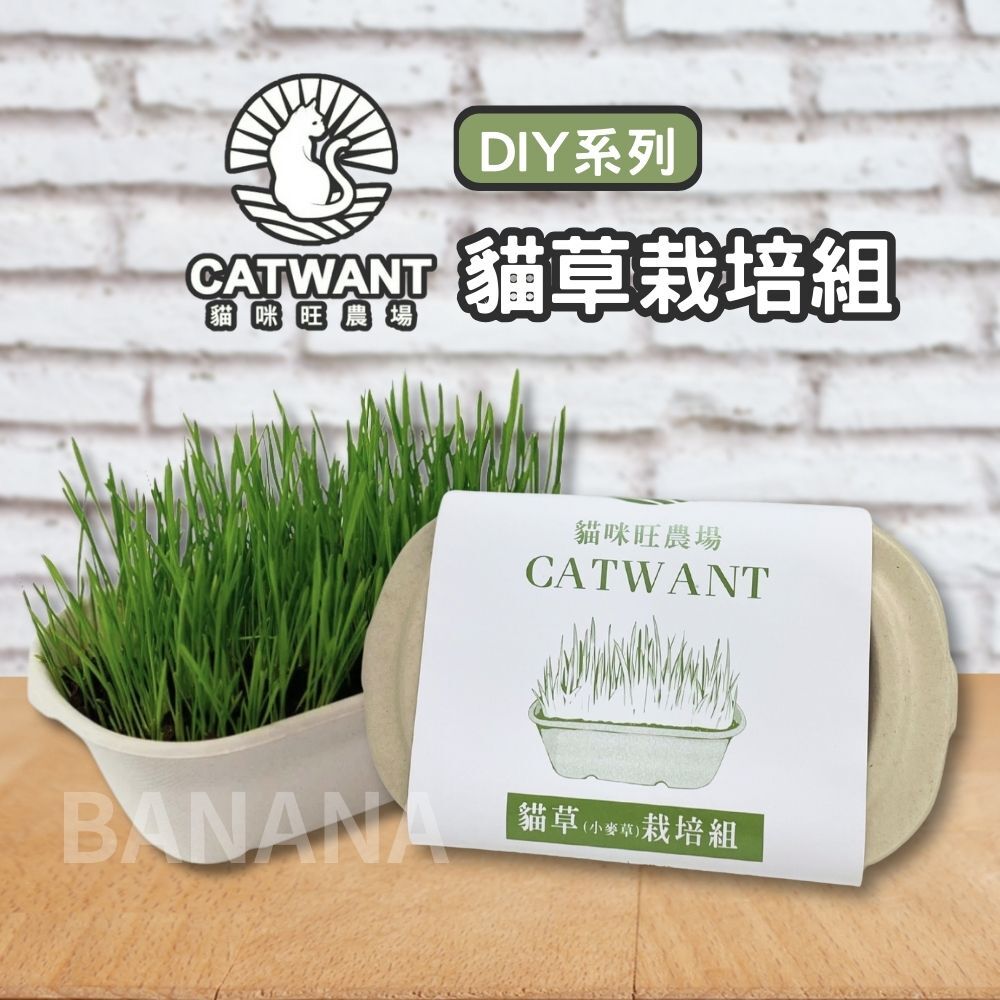 貓咪旺農場｜DIY種植 小麥草栽培組