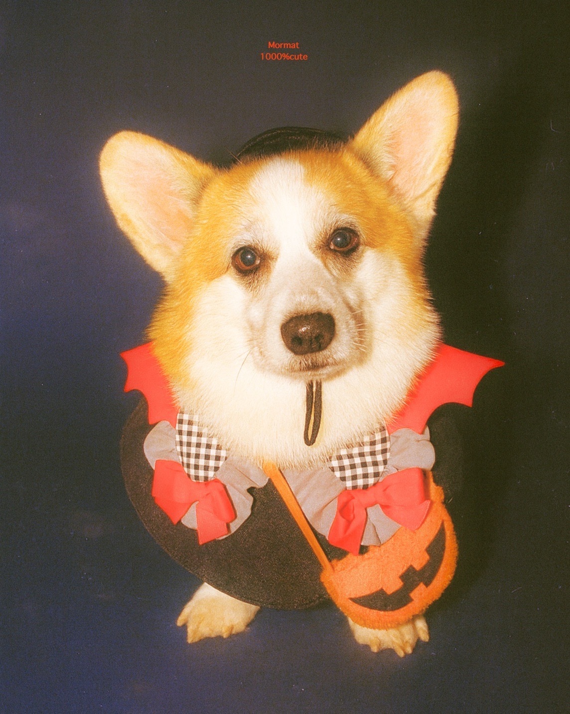 Mormat｜ My Little Monster Cape 🦇 包含帽子