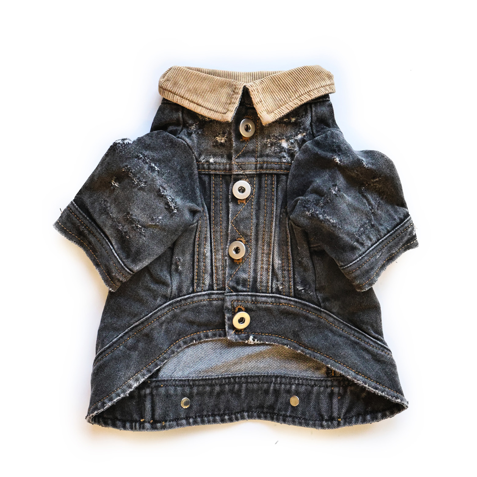 Chipasu - 寵物暴風狗