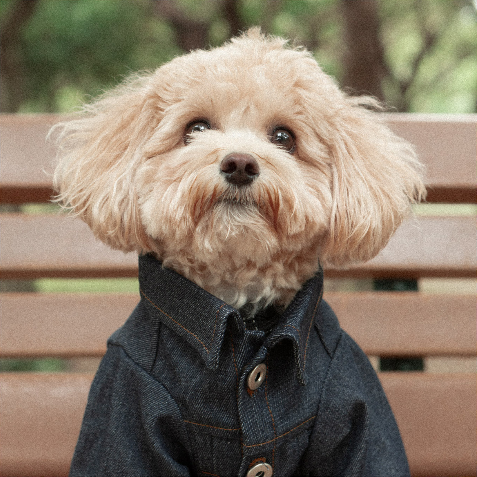 Chipasu - 寵物原色單寧外套 2.0 外套