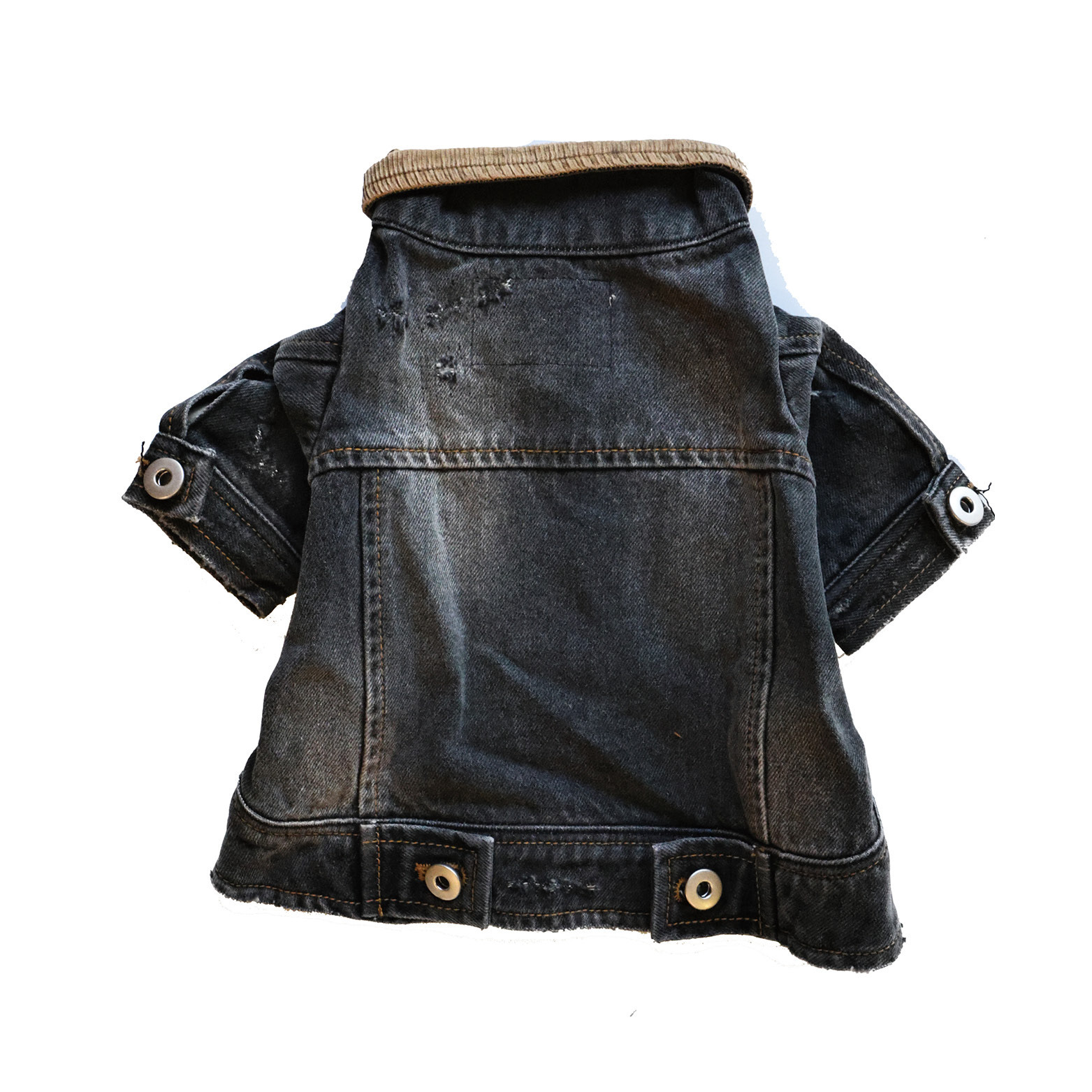 Chipasu - 寵物暴風狗