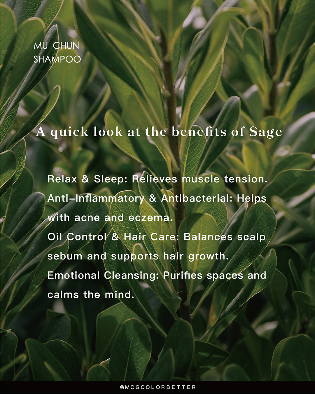 What is sage? A quick look at its benefits