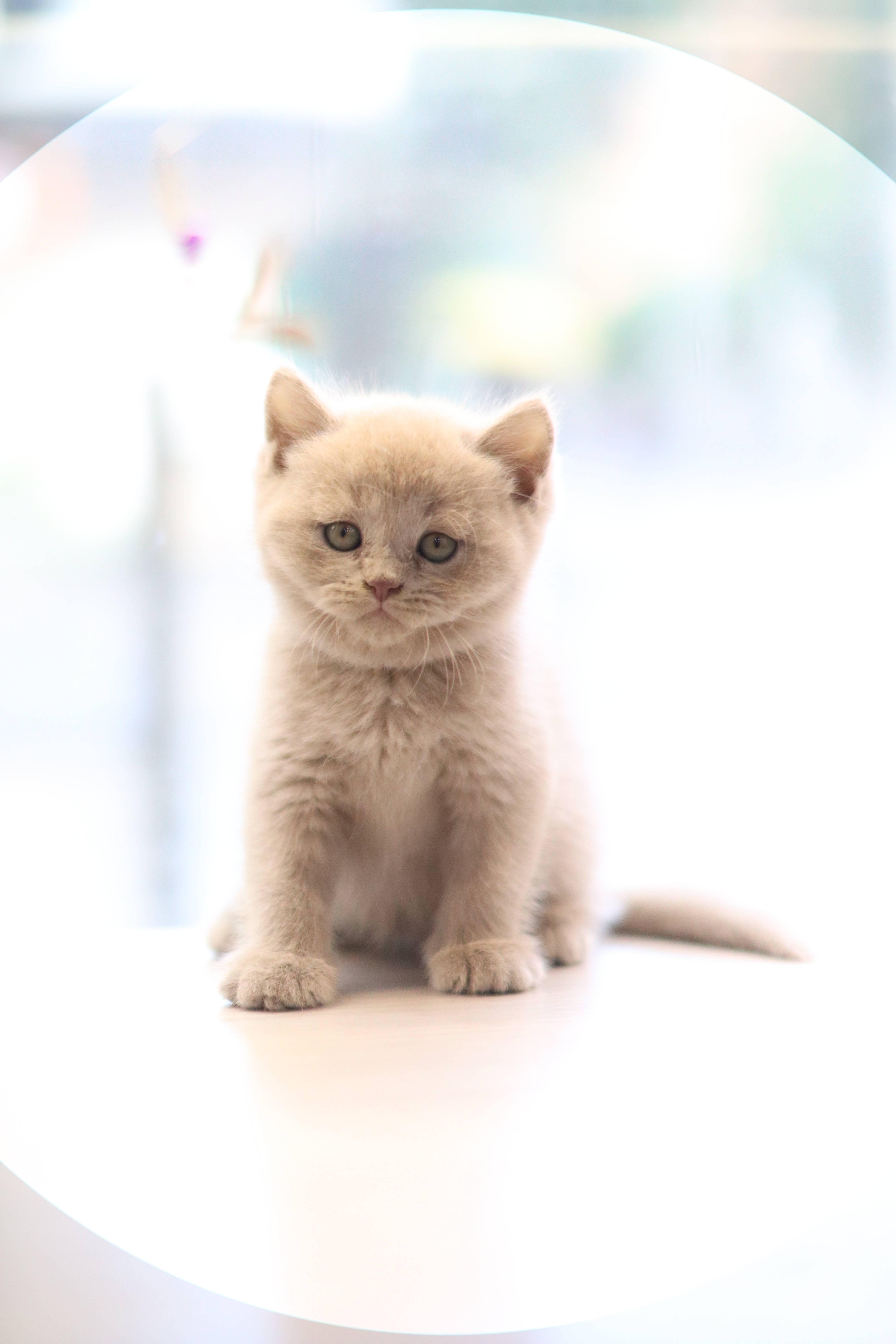 英短 ｜ 紫丁 ｜ 弟弟 ｜ 紫菜