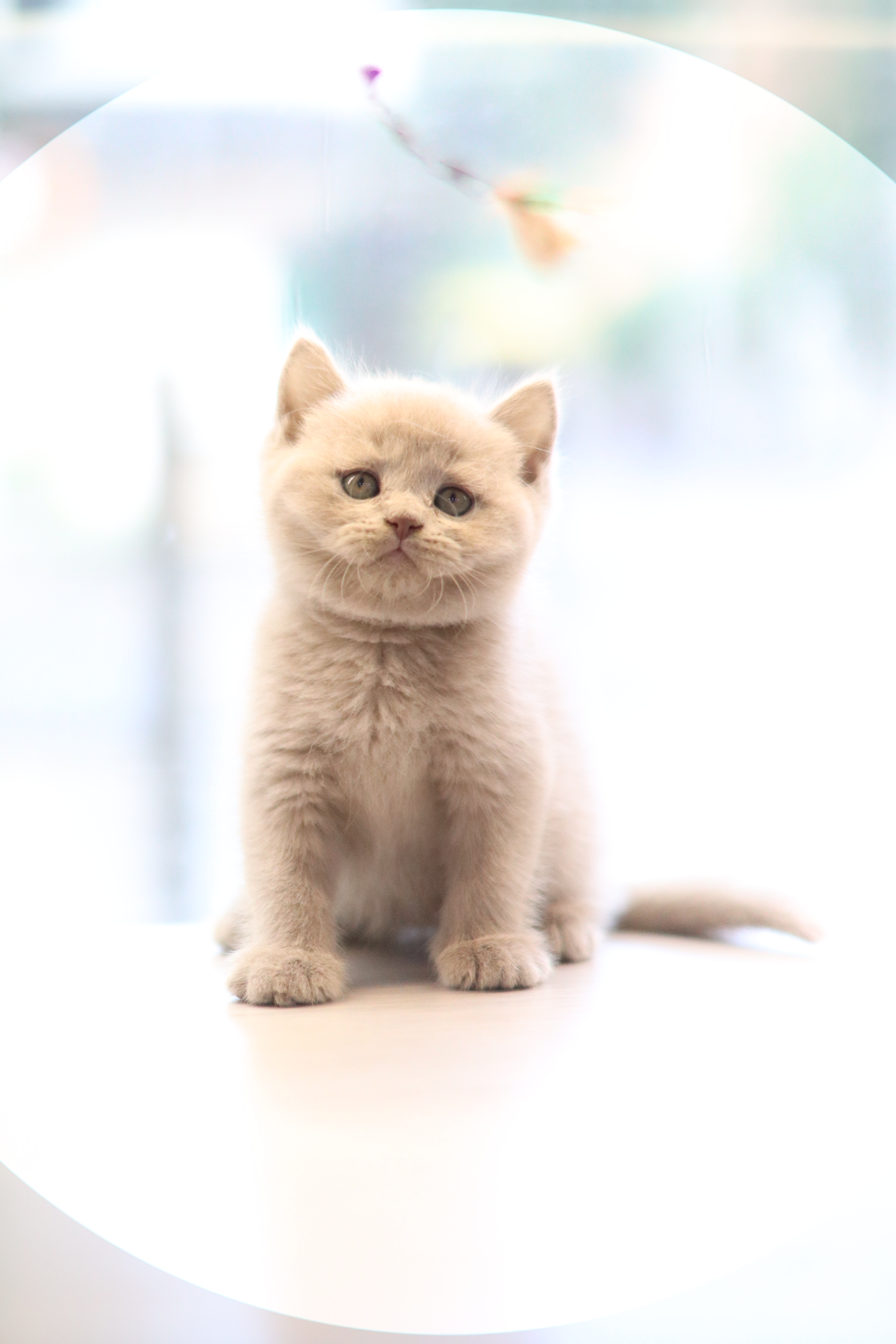 英短 ｜ 紫丁 ｜ 弟弟 ｜ 紫菜