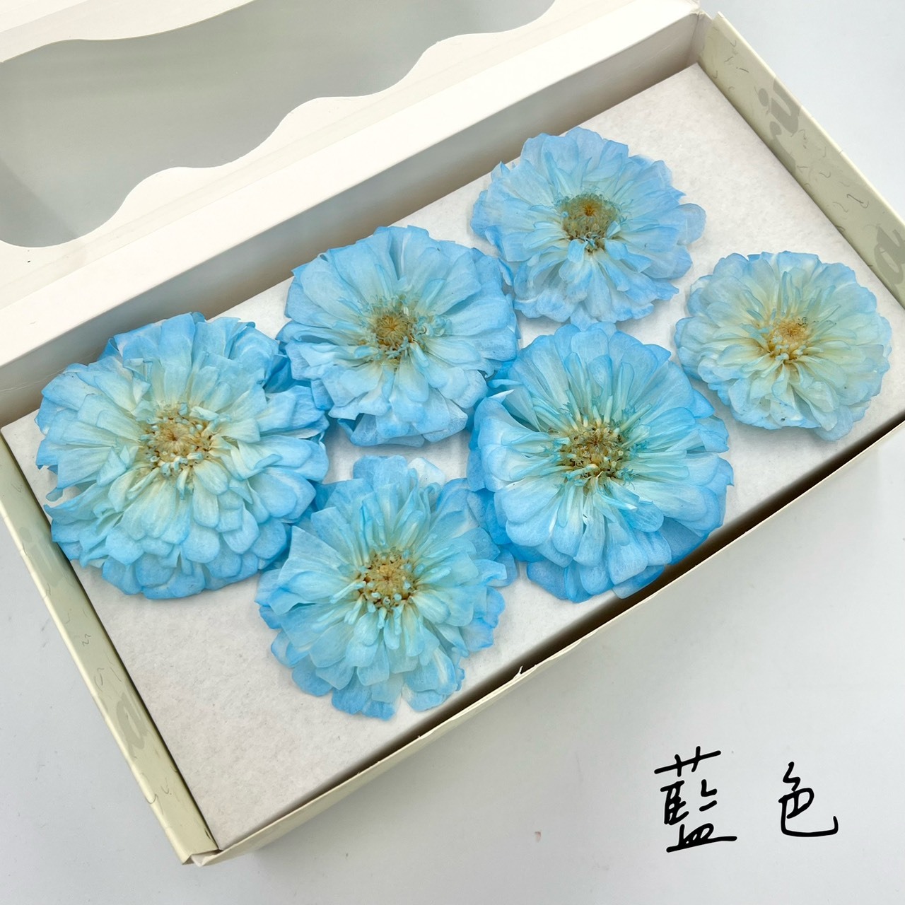 不凋百日菊(6朵)