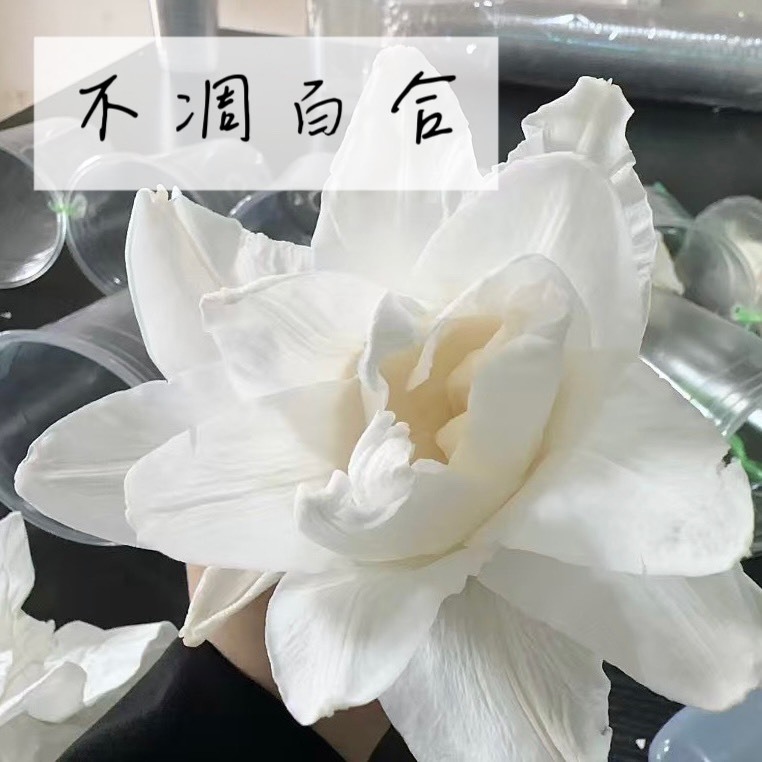 不凋百合(單朵)