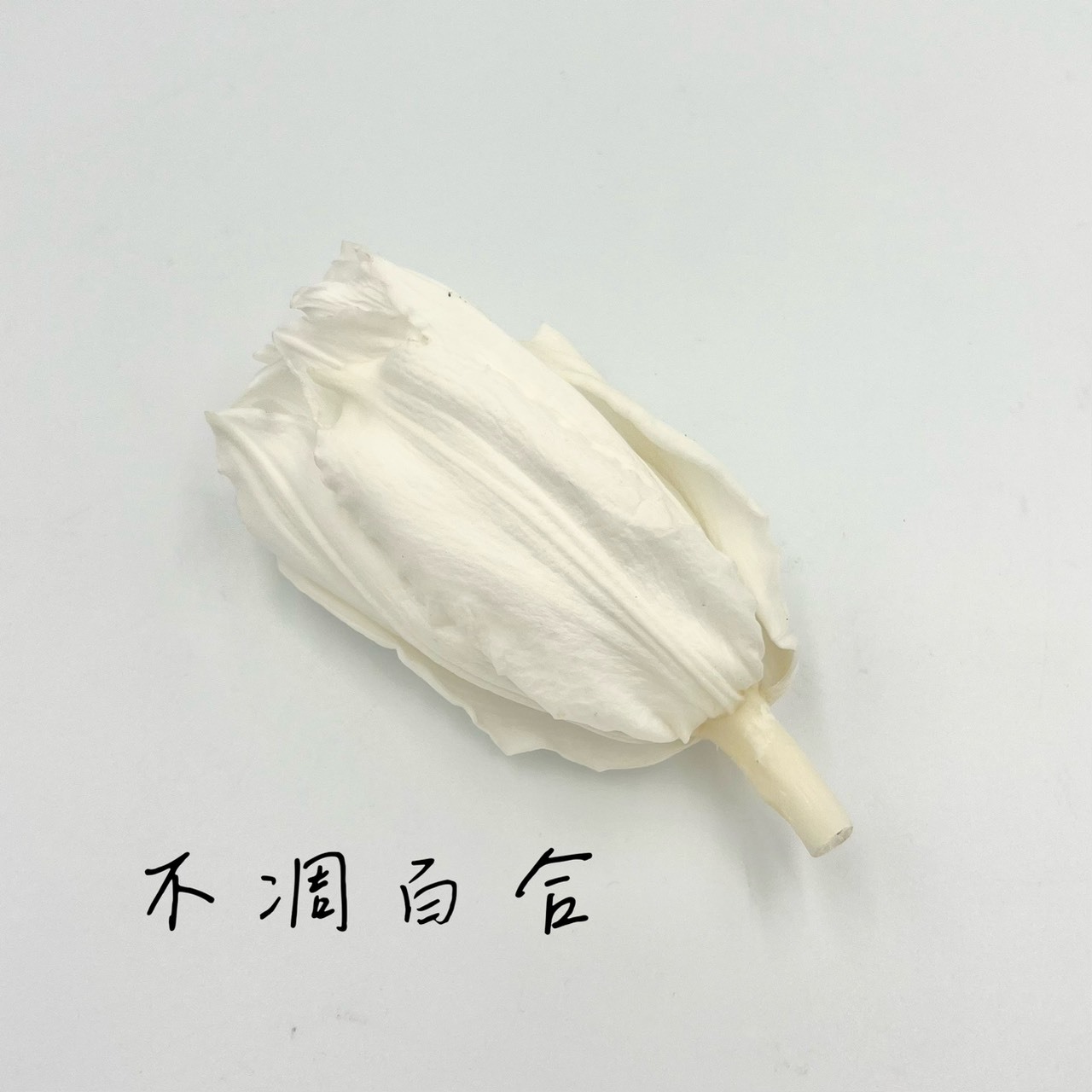 不凋百合(單朵)
