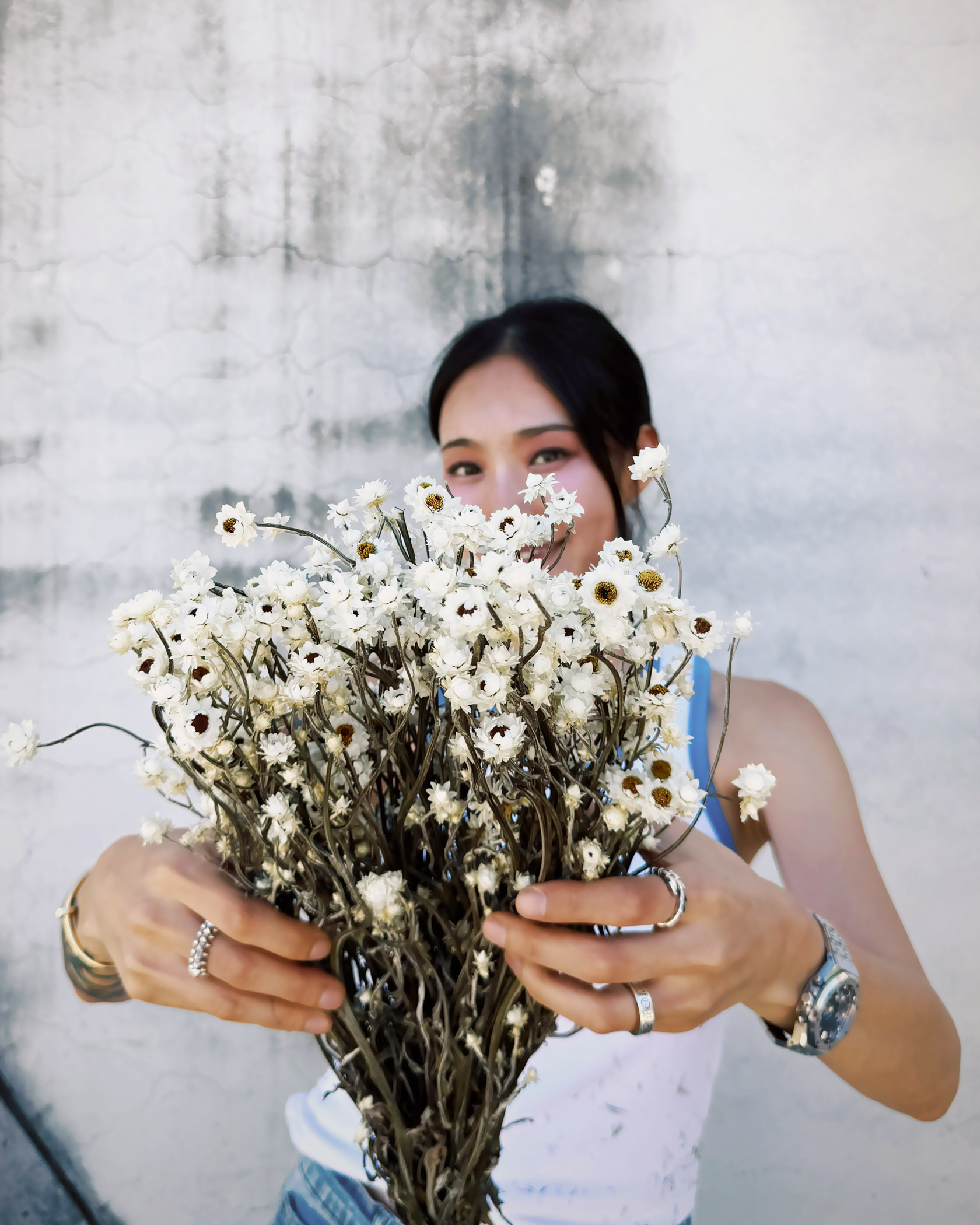 洋甘菊 (義大利)