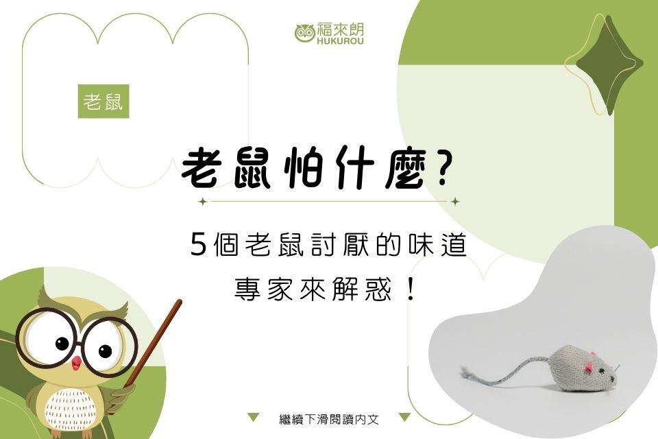 老鼠怕什麼？5個老鼠討厭的味道專家來解惑！