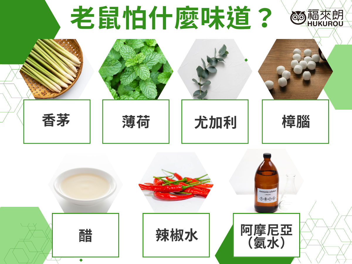 老鼠怕什麼味道？香茅、薄荷、尤加利、樟腦、醋、辣椒水、阿摩尼亞（氨水）