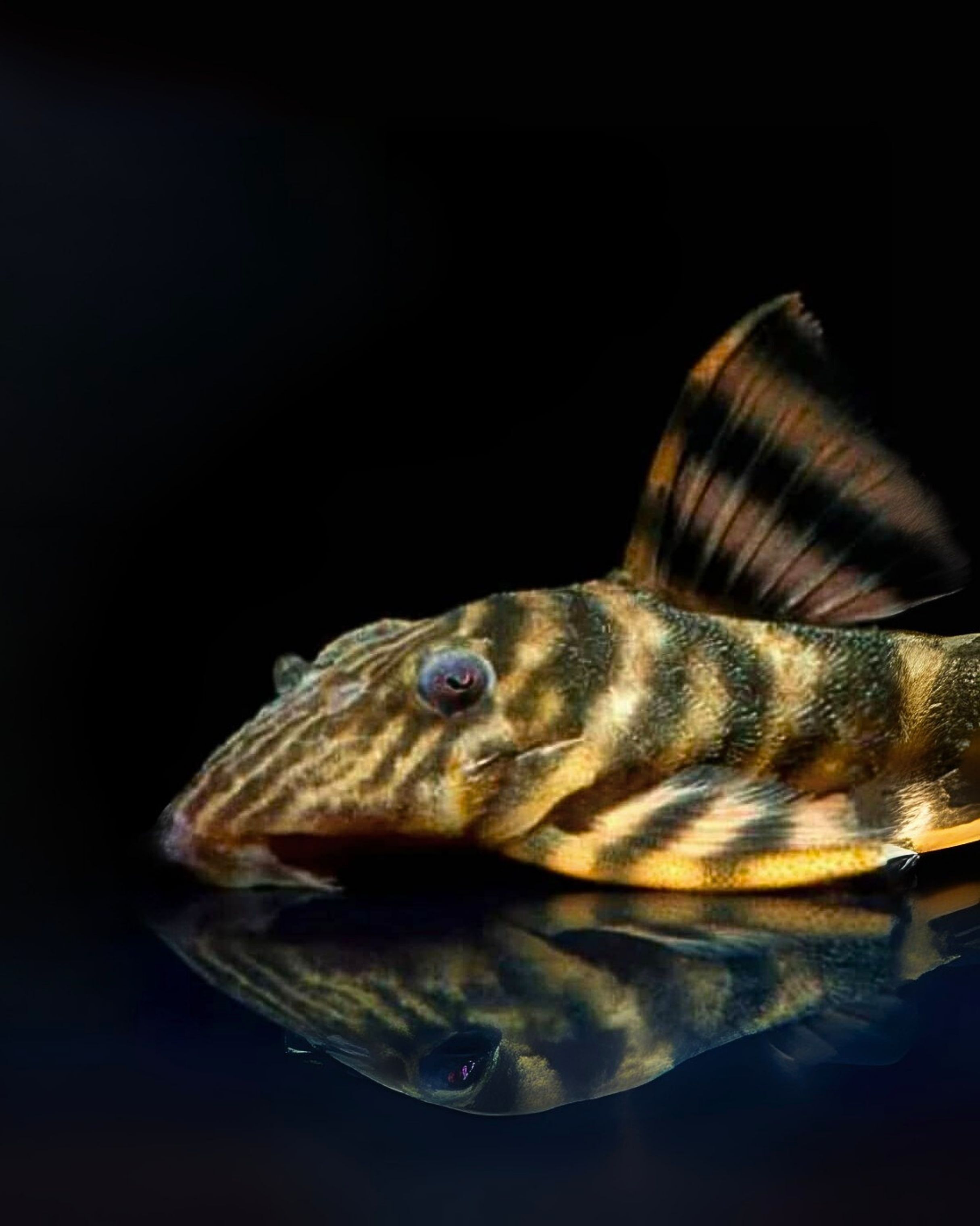 L002 花面老虎｜Hypancistrus sp. L002