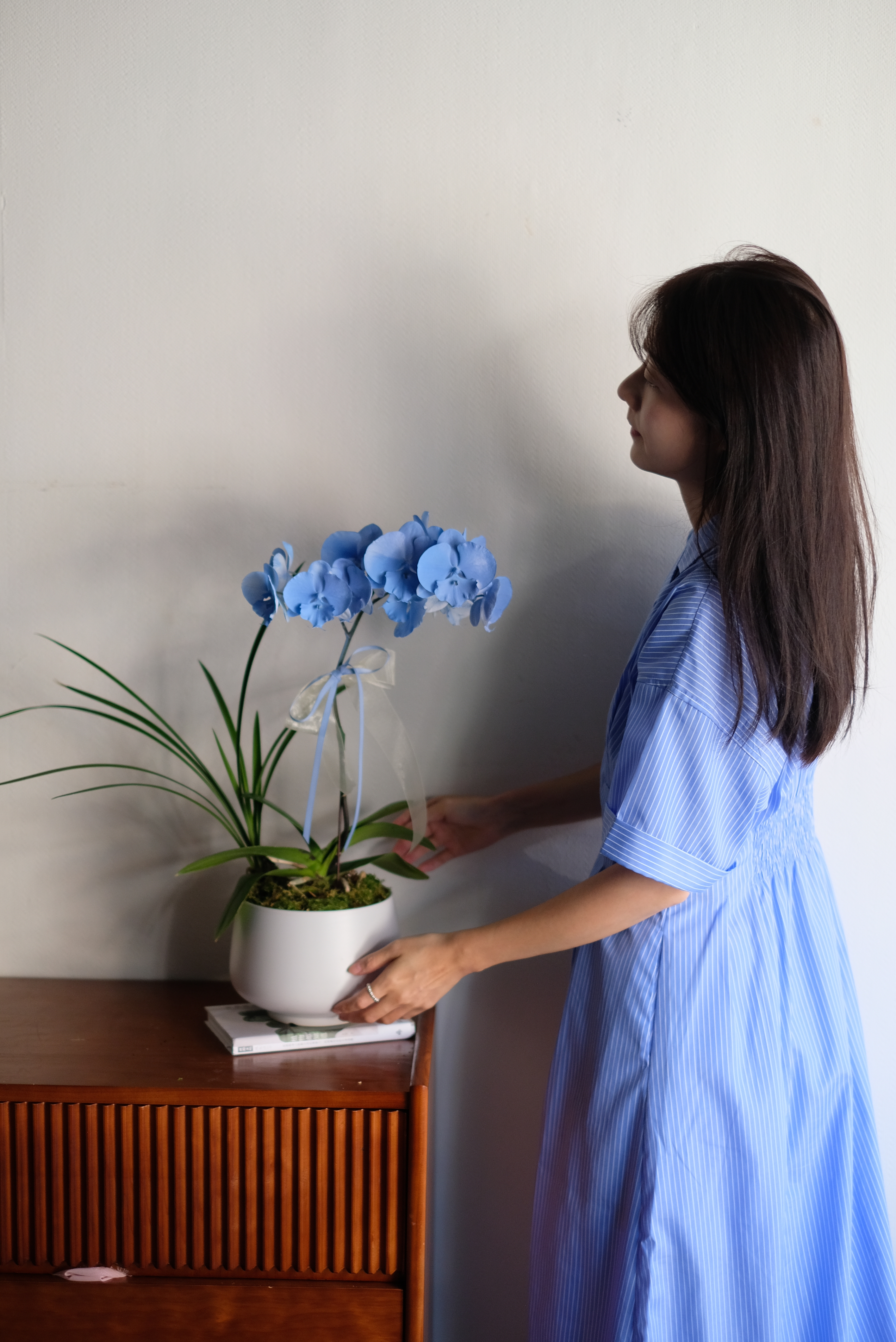 蔚藍海洋｜藍色蝴蝶蘭