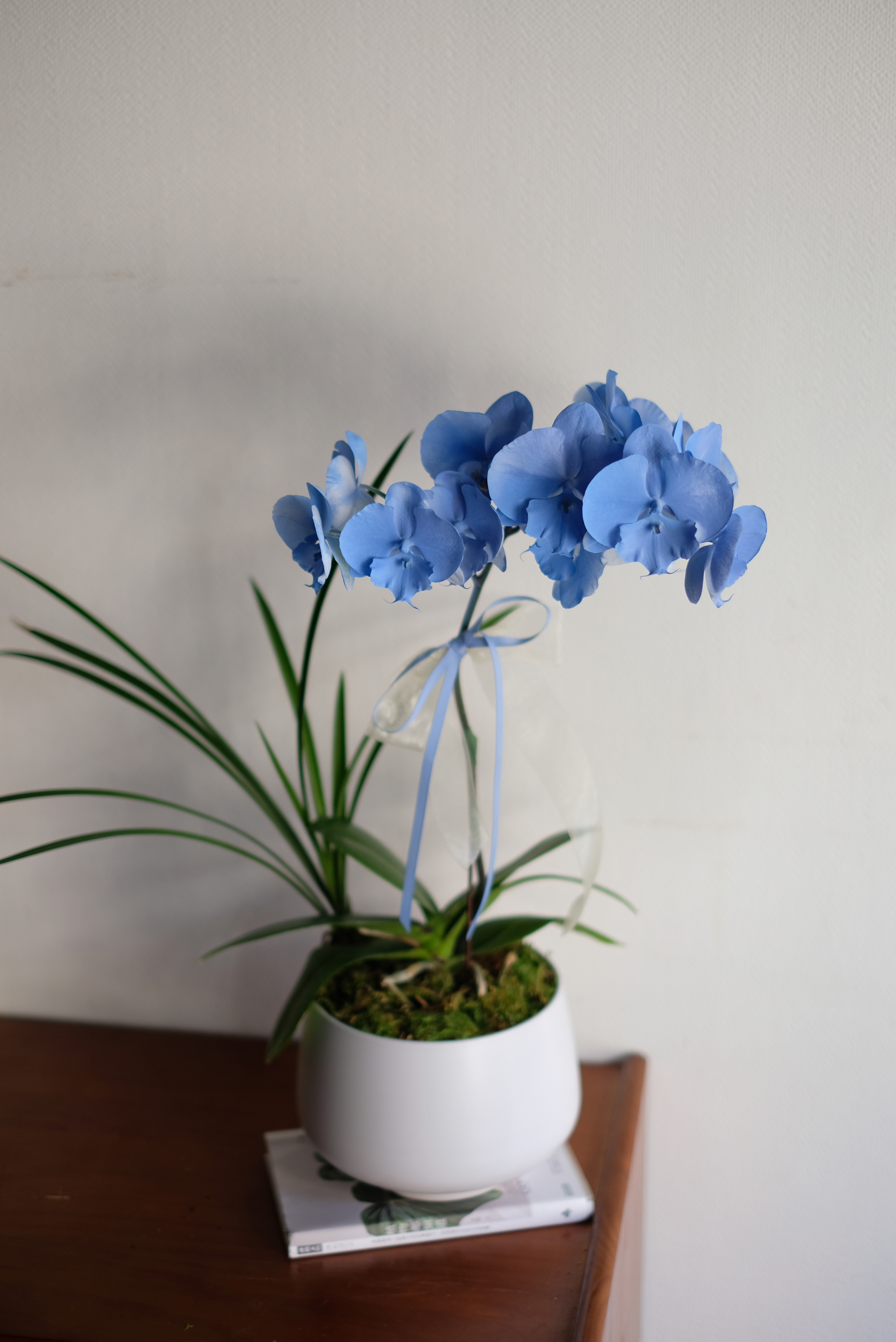 蔚藍海洋｜藍色蝴蝶蘭