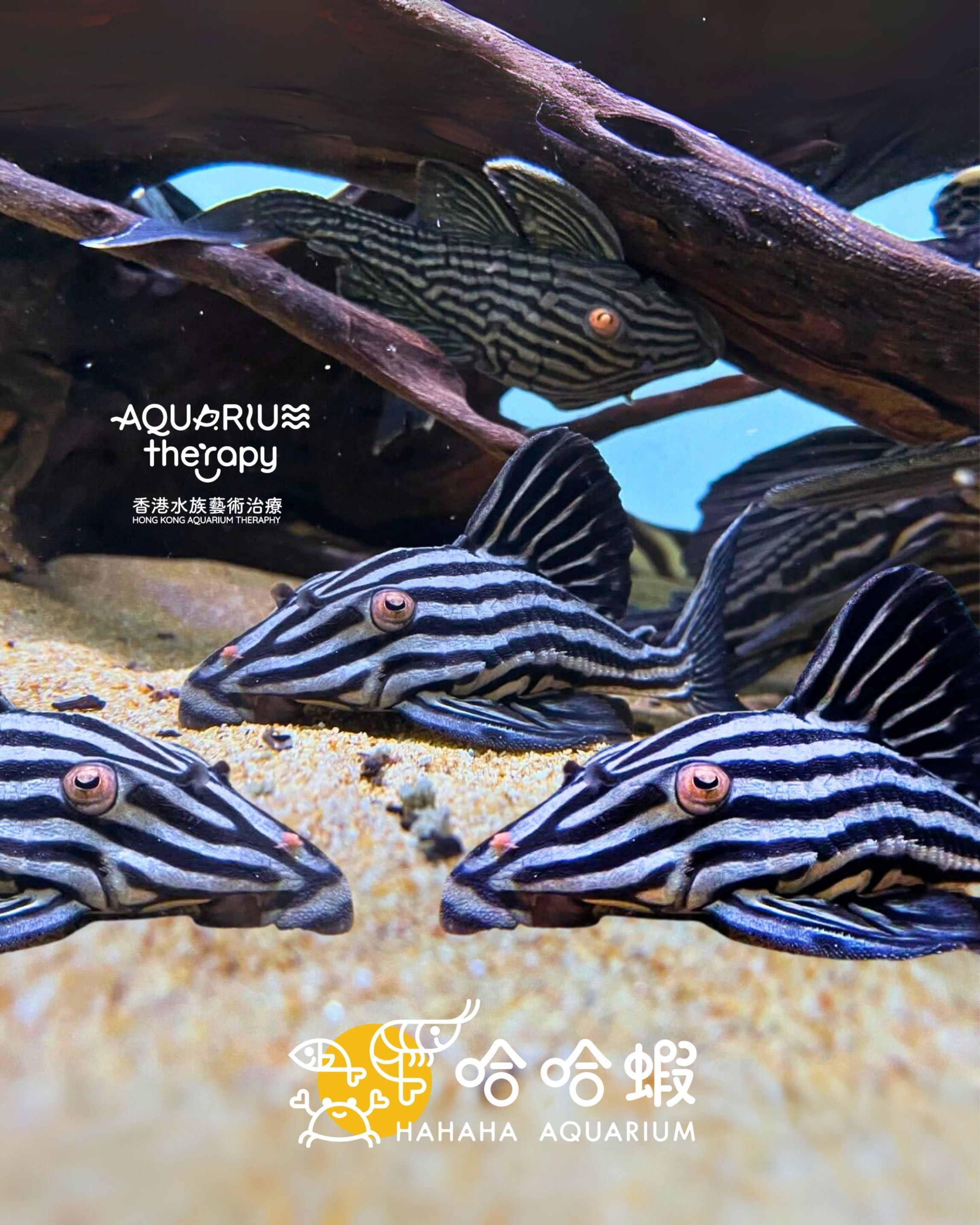 L27B 申古白金皇冠豹 | Panaque cf. armbrusteri “Xingu”