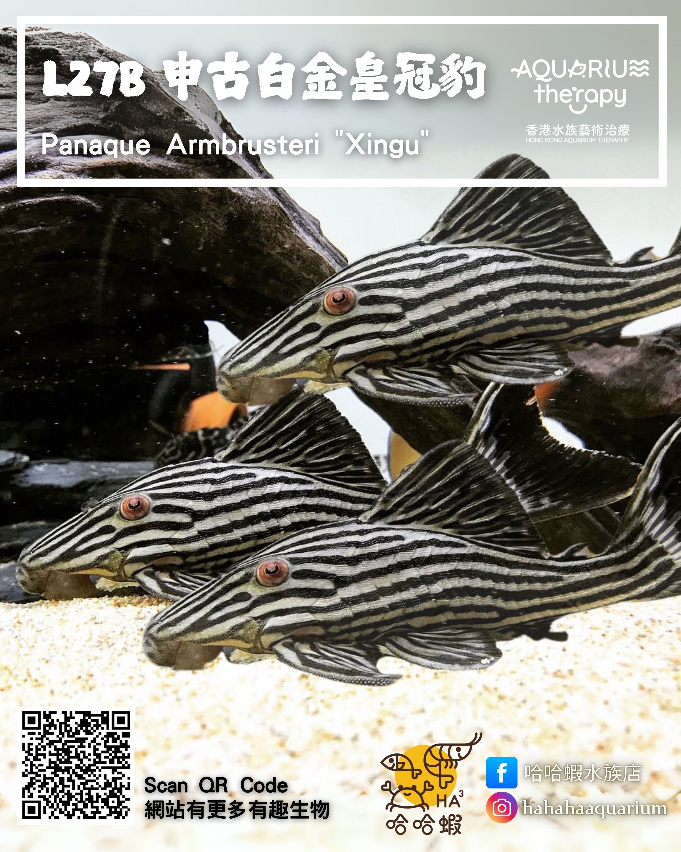 L27B 申古白金皇冠豹 | Panaque cf. armbrusteri “Xingu”