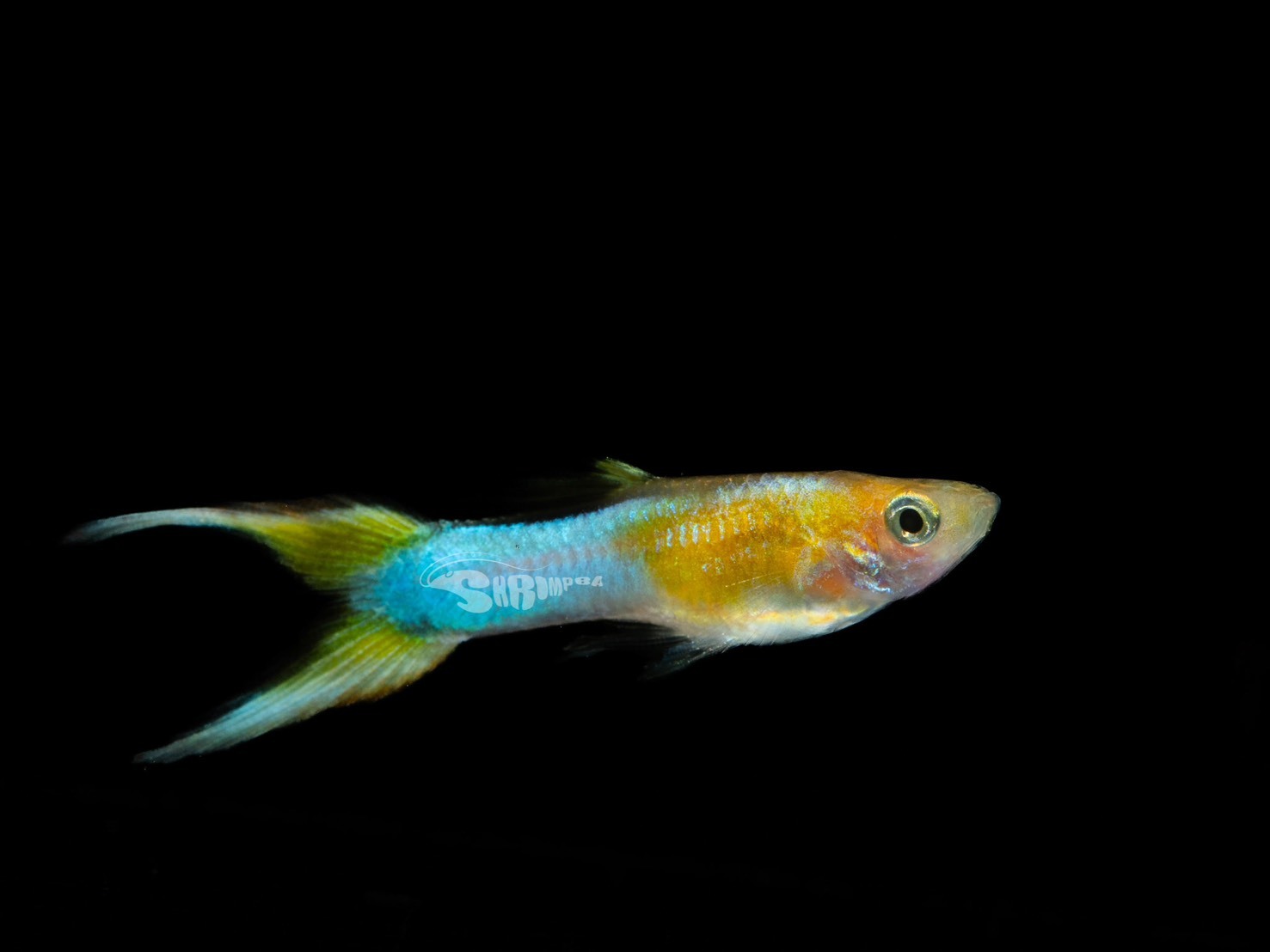 黃化日本藍雙劍孔雀魚 對魚（1公1母）