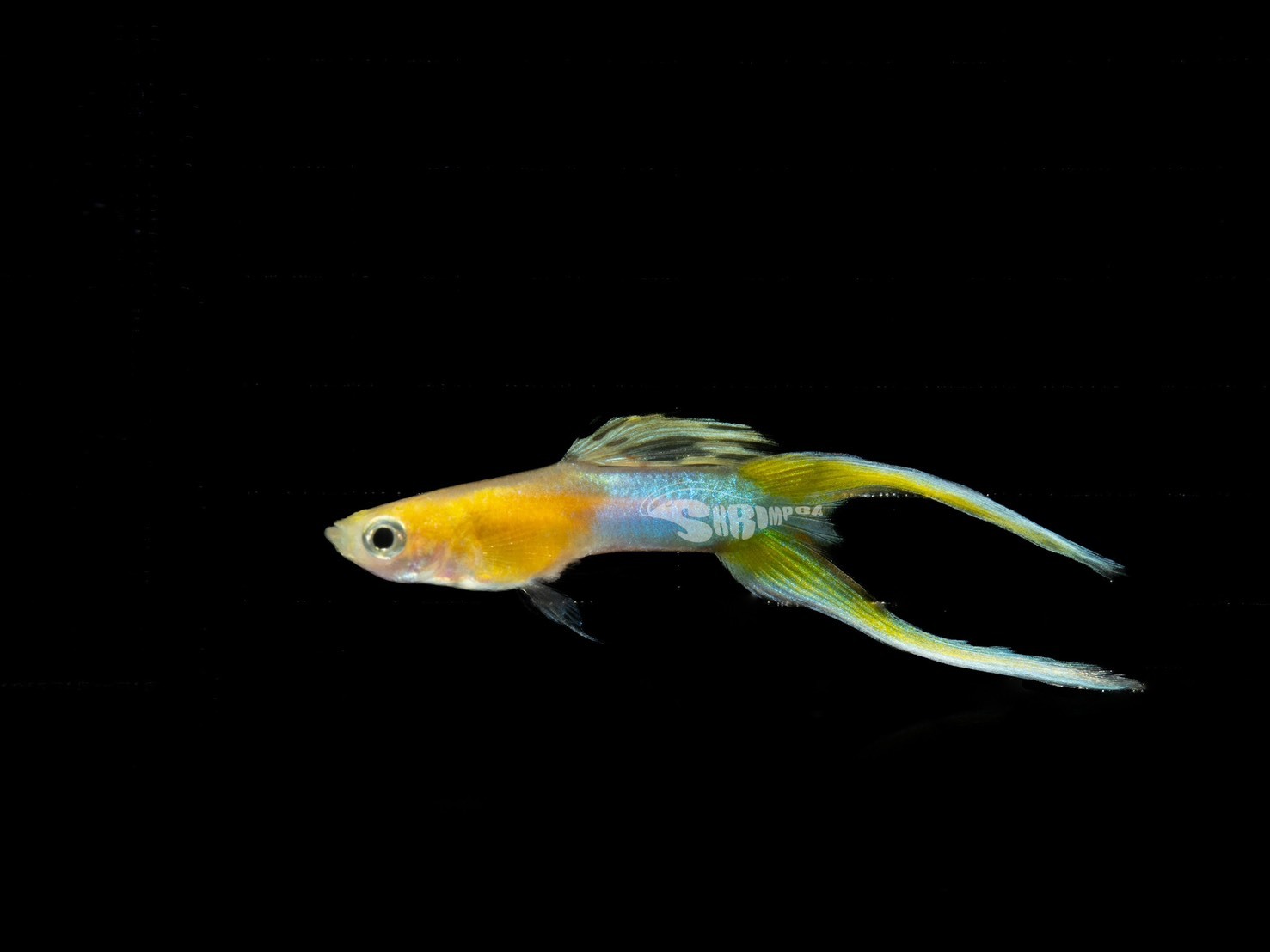 黃化日本藍雙劍孔雀魚 對魚（1公1母）