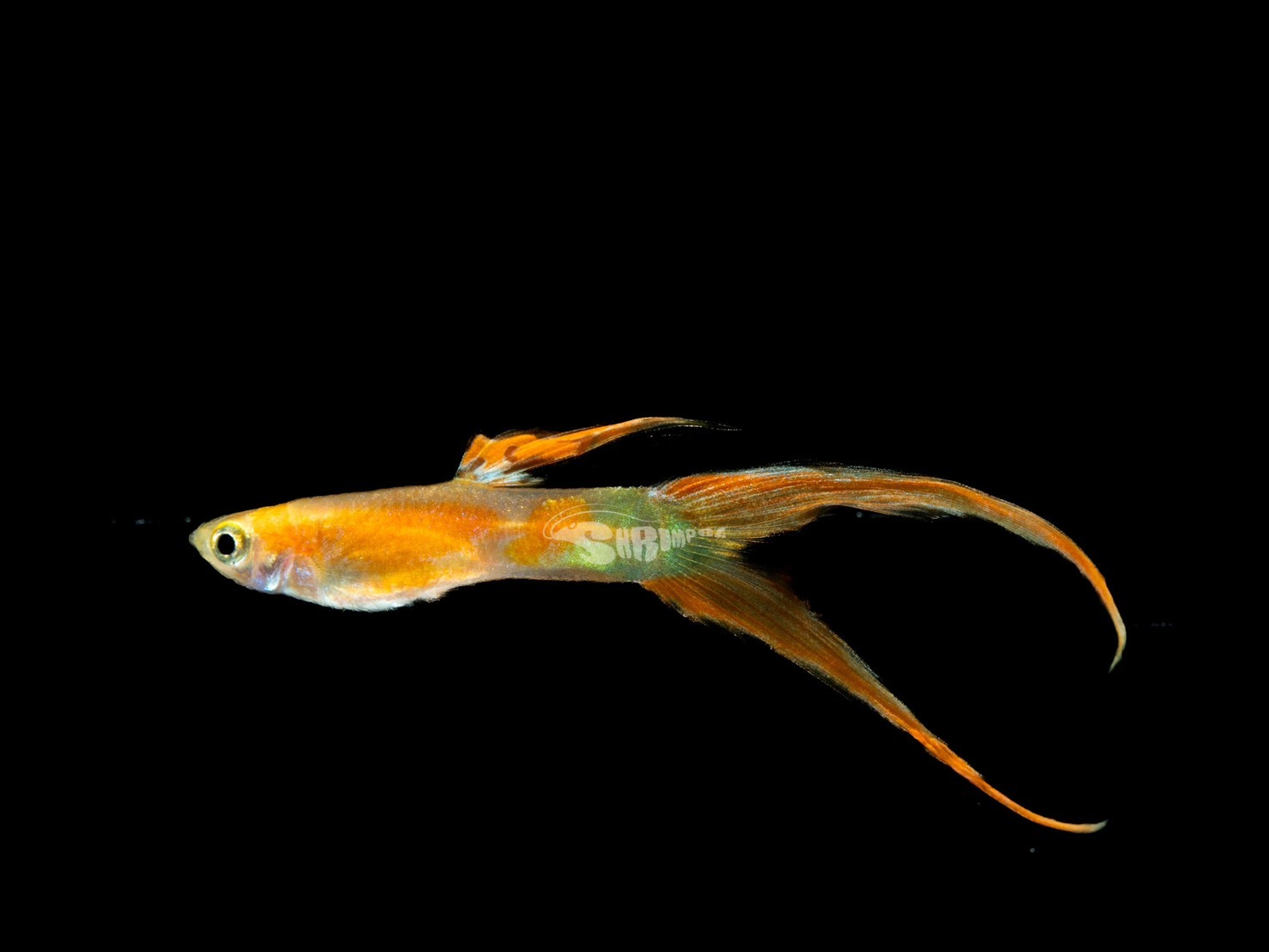 紅珊瑚雙劍孔雀魚 對魚（1公1母）