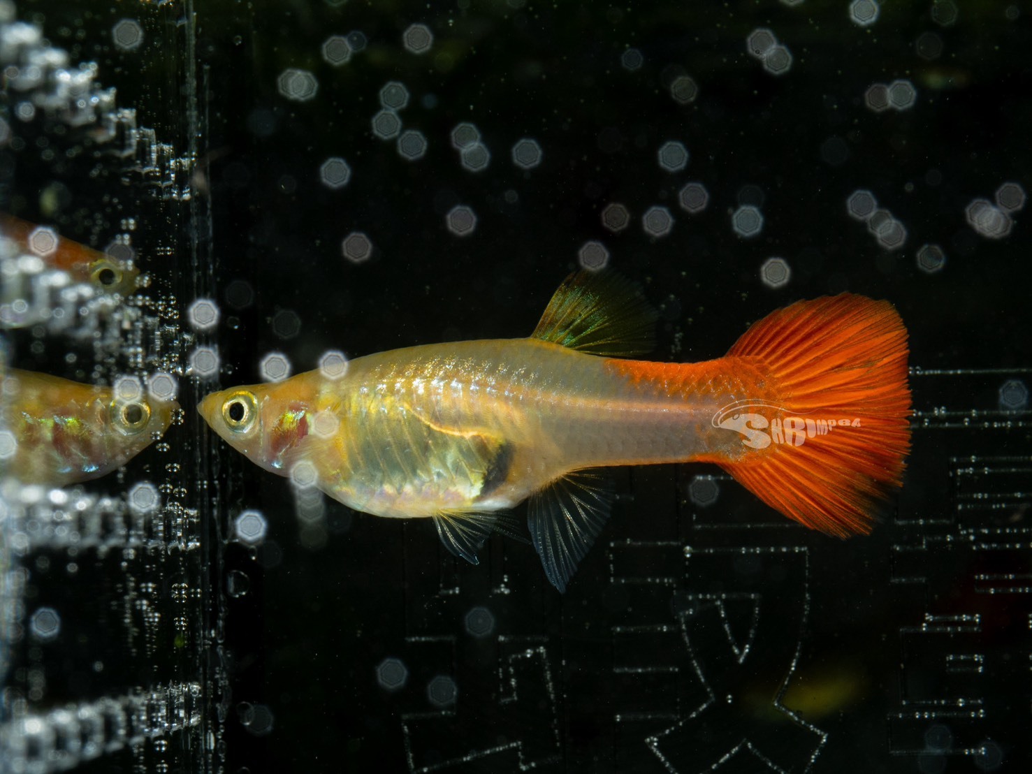 紅蘋果孔雀魚 對魚（1公1母）