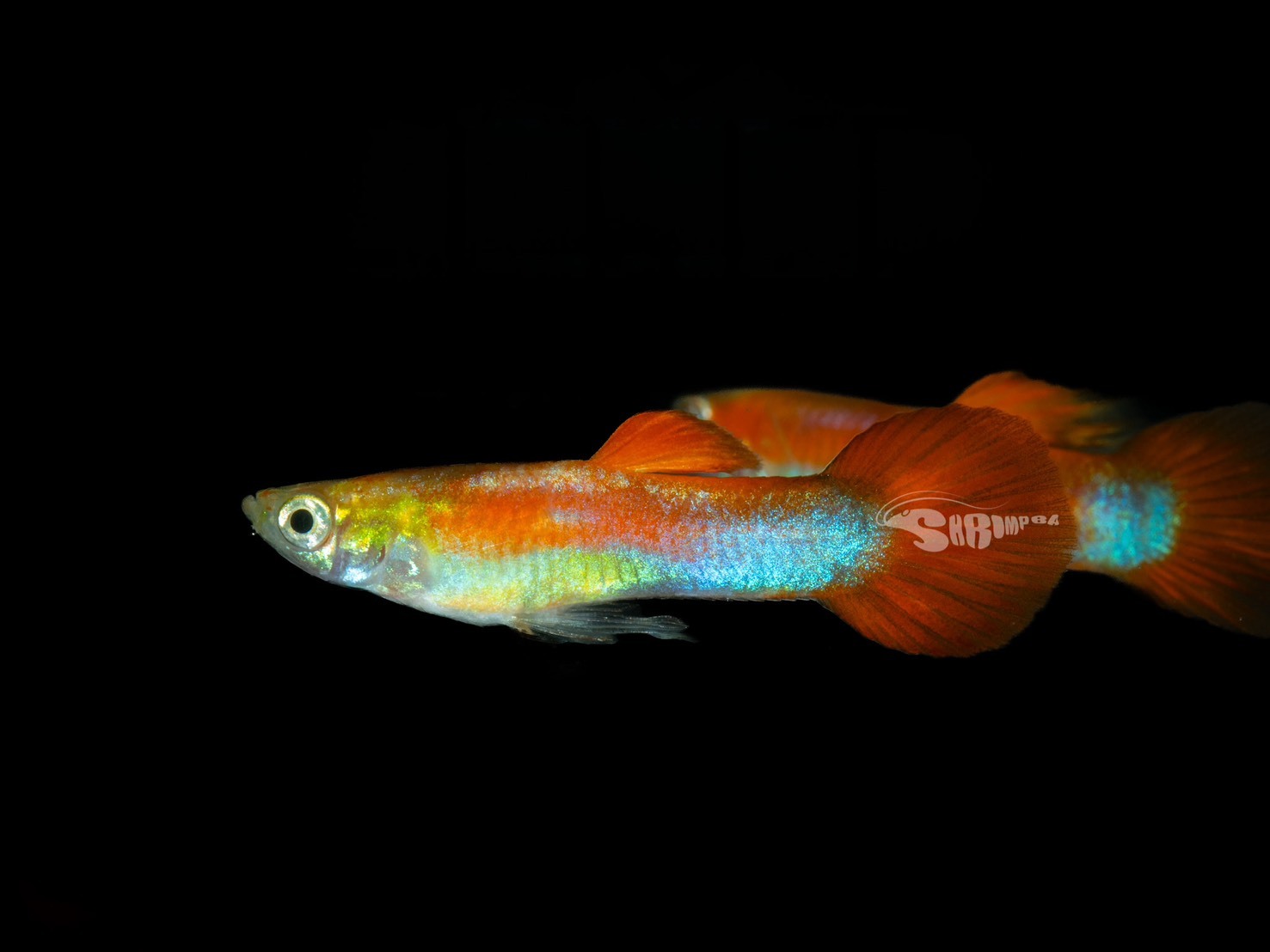 紅蘋果孔雀魚 對魚（1公1母）