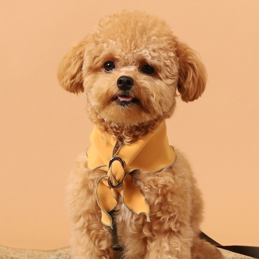 Doggie Scarf