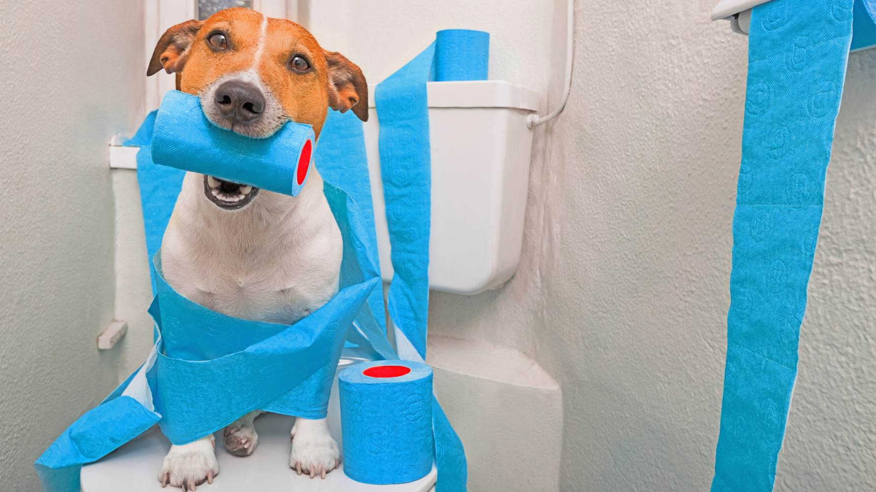 有些時候，毛孩雖然拉肚子，但依舊活蹦亂跳、照常玩耍，看起來好像沒事。 然而，狗狗拉肚子卻精神好不代表完全安全，有些輕微狀況能自我恢復，但也可能是疾病的早期徵兆。