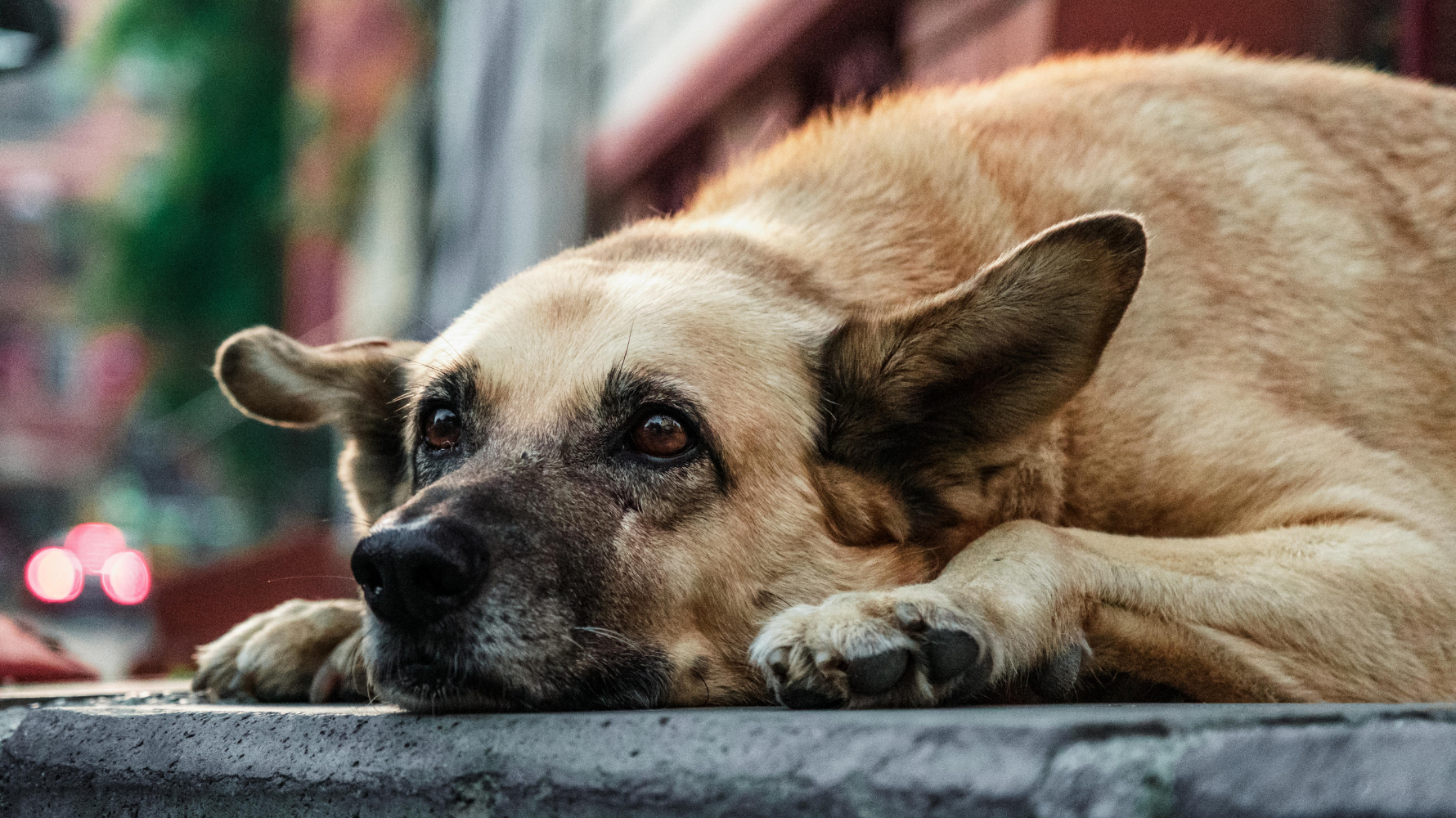 當飼主發現狗狗拉肚子有血時，就不能再當作單純的腸胃不適。血絲或血塊的出現，代表腸道已經受到損傷或出血，嚴重時甚至可能危及生命。這是所有拉肚子狀況中，最需要立即警覺的一種。