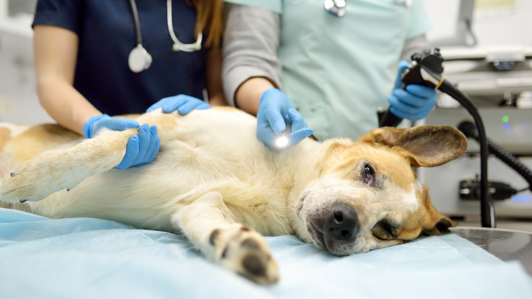 除了血便之外，狗狗一直拉水便也是極度危險的腹瀉型態。 當便便完全沒有形狀、像水一樣排出時，代表腸道已經喪失吸收功能，短短幾小時內，狗狗就可能因為嚴重脫水與電解質流失而陷入危險。