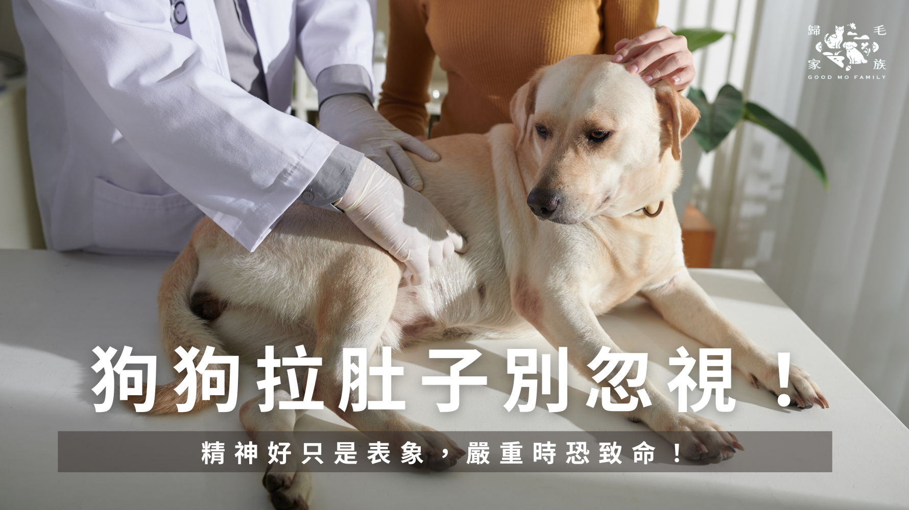 狗狗拉肚子別忽視！精神好只是表象，嚴重時恐致命！