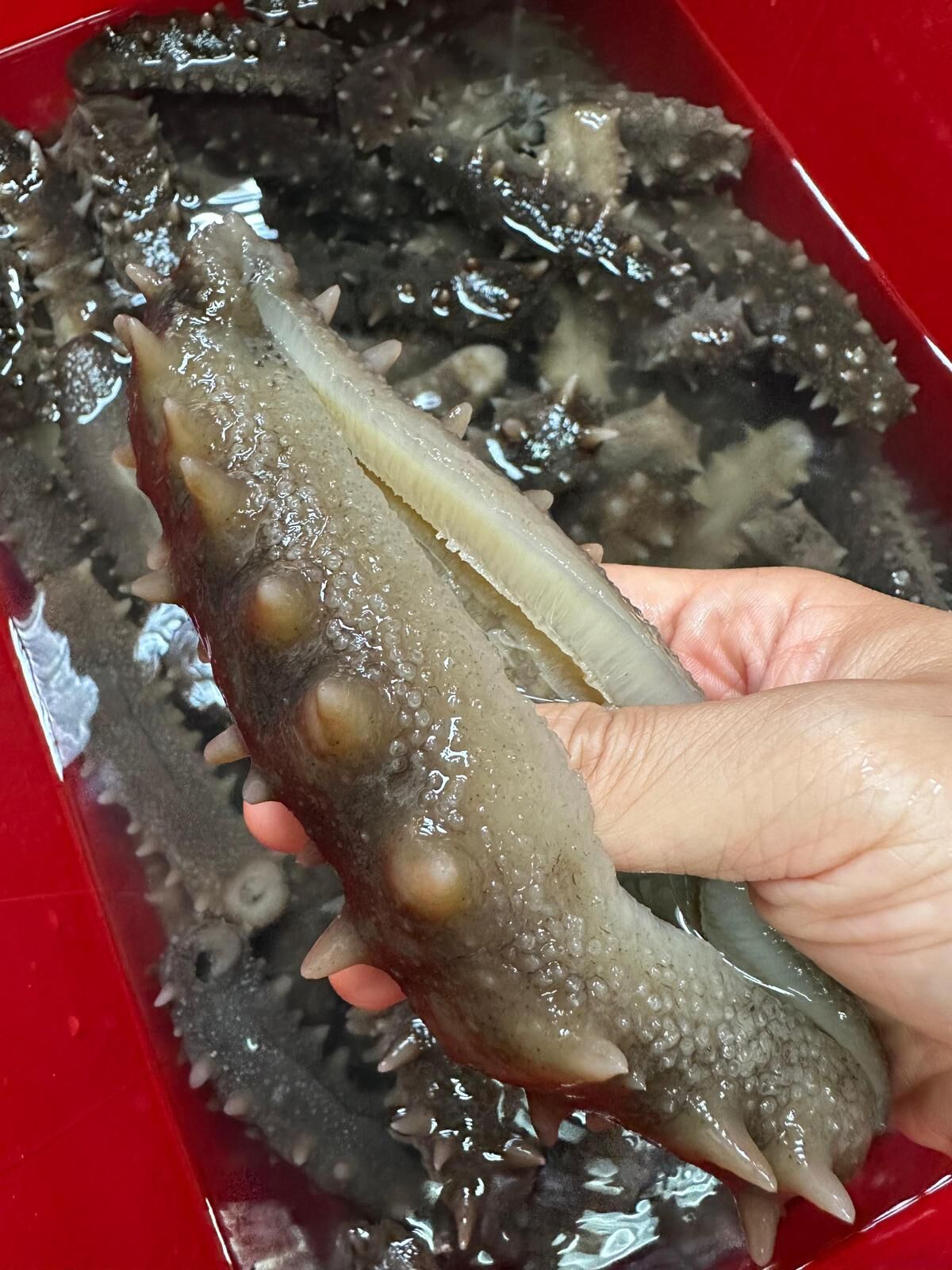 海味街代浸發日本青森陸奧灣遼參王 24頭  1盒3條