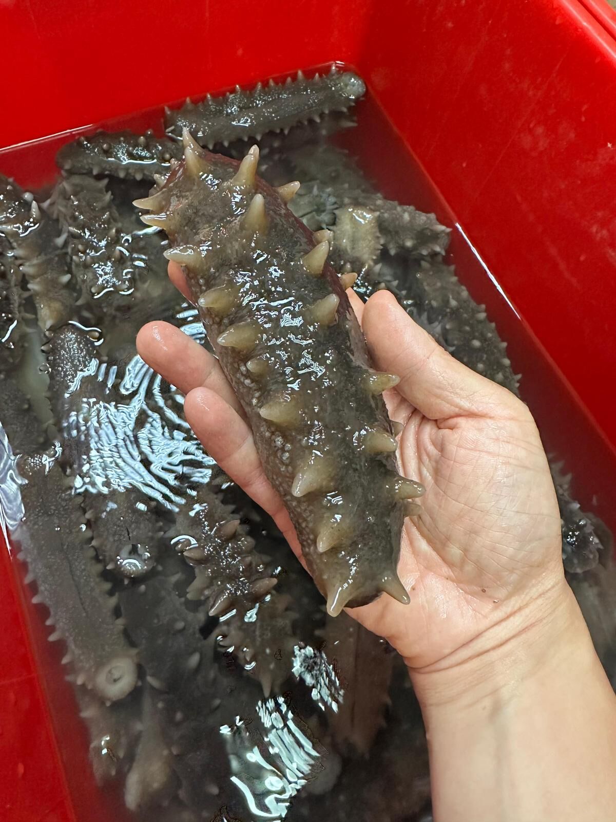 海味街代浸發日本青森陸奧灣遼參王 24頭  1盒3條