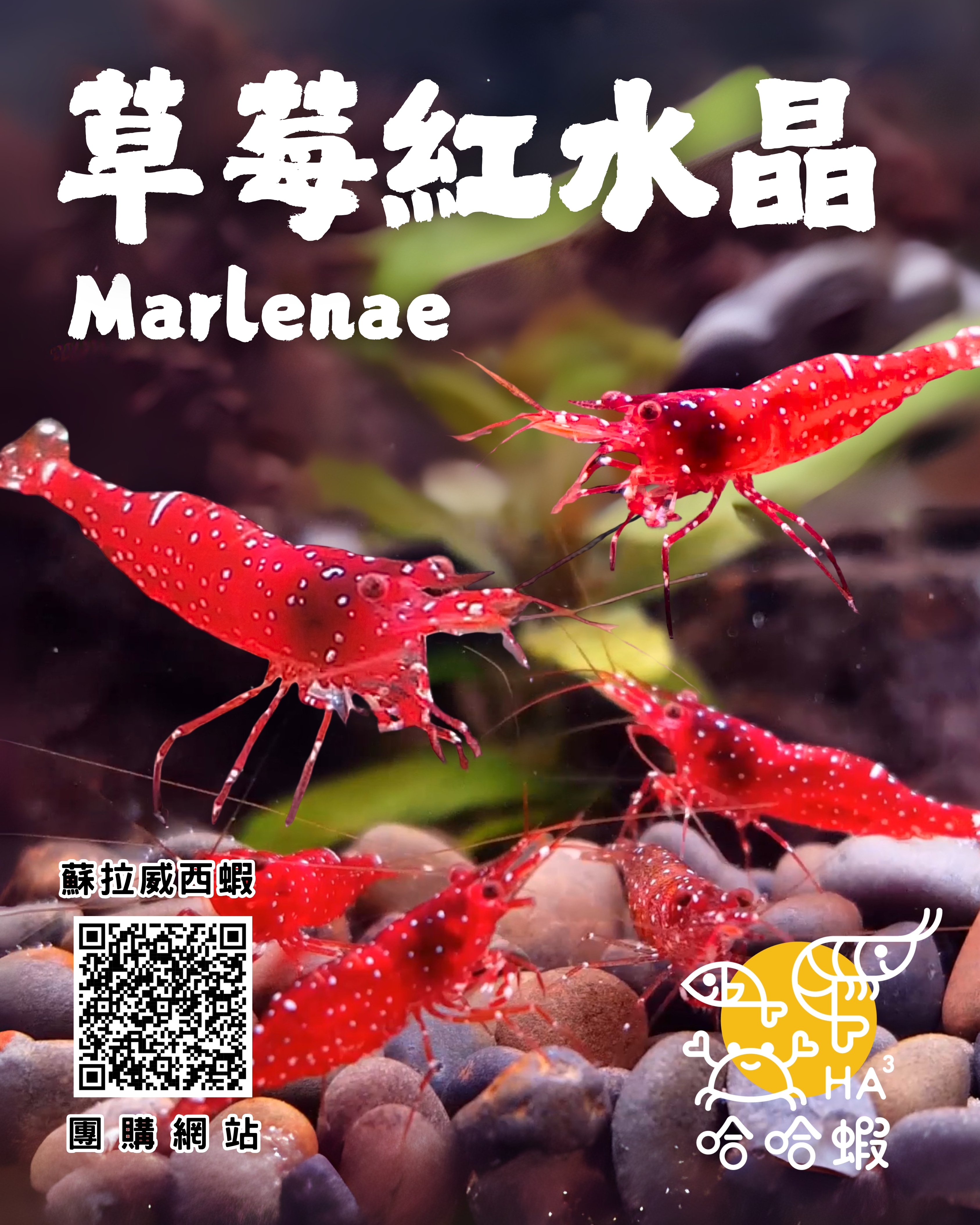 蘇拉威西蝦 草莓紅水晶 ｜Caridina Marenae