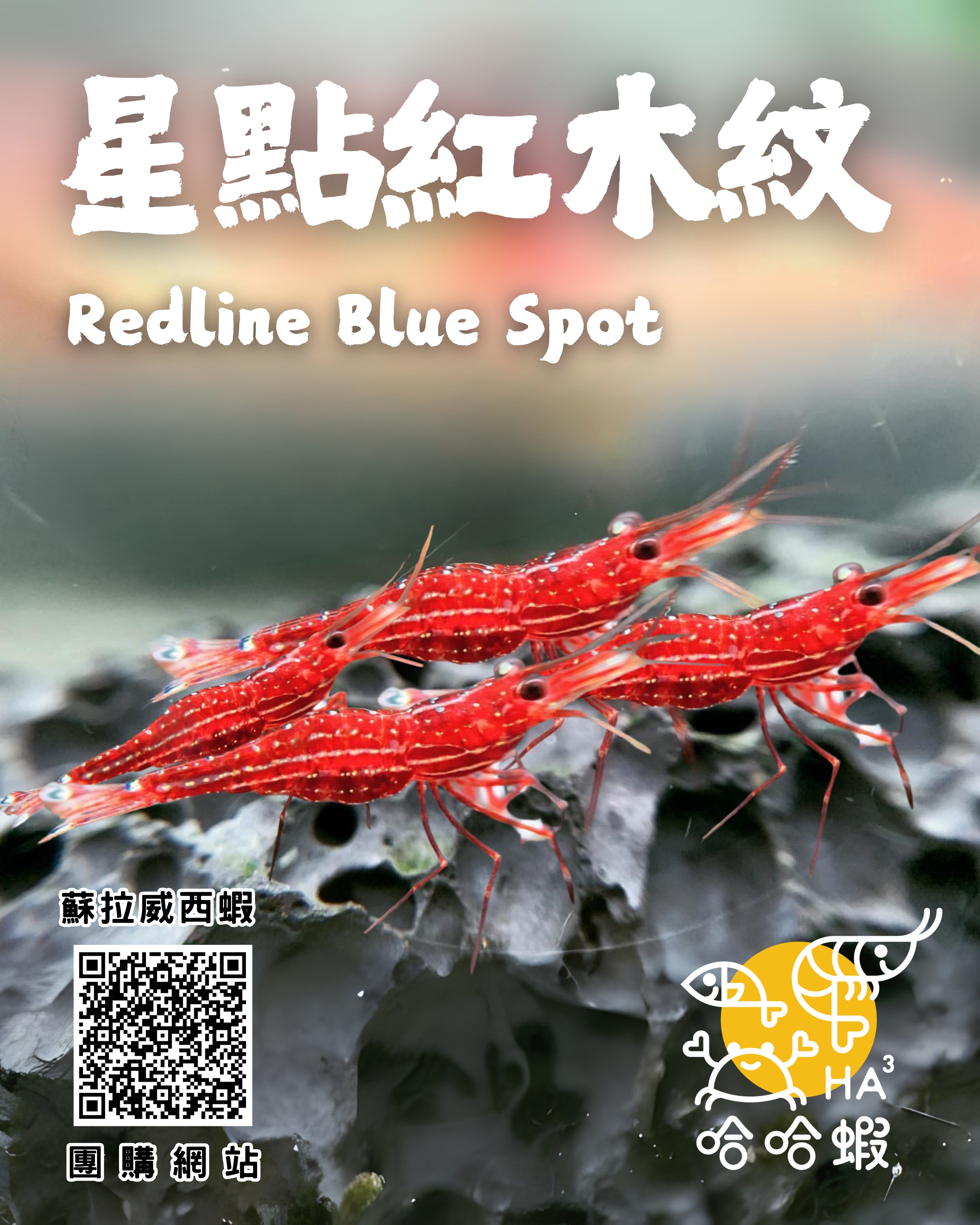 蘇拉威西蝦 星點紅木紋 | Caridina sp. “Redline Blue Spot“