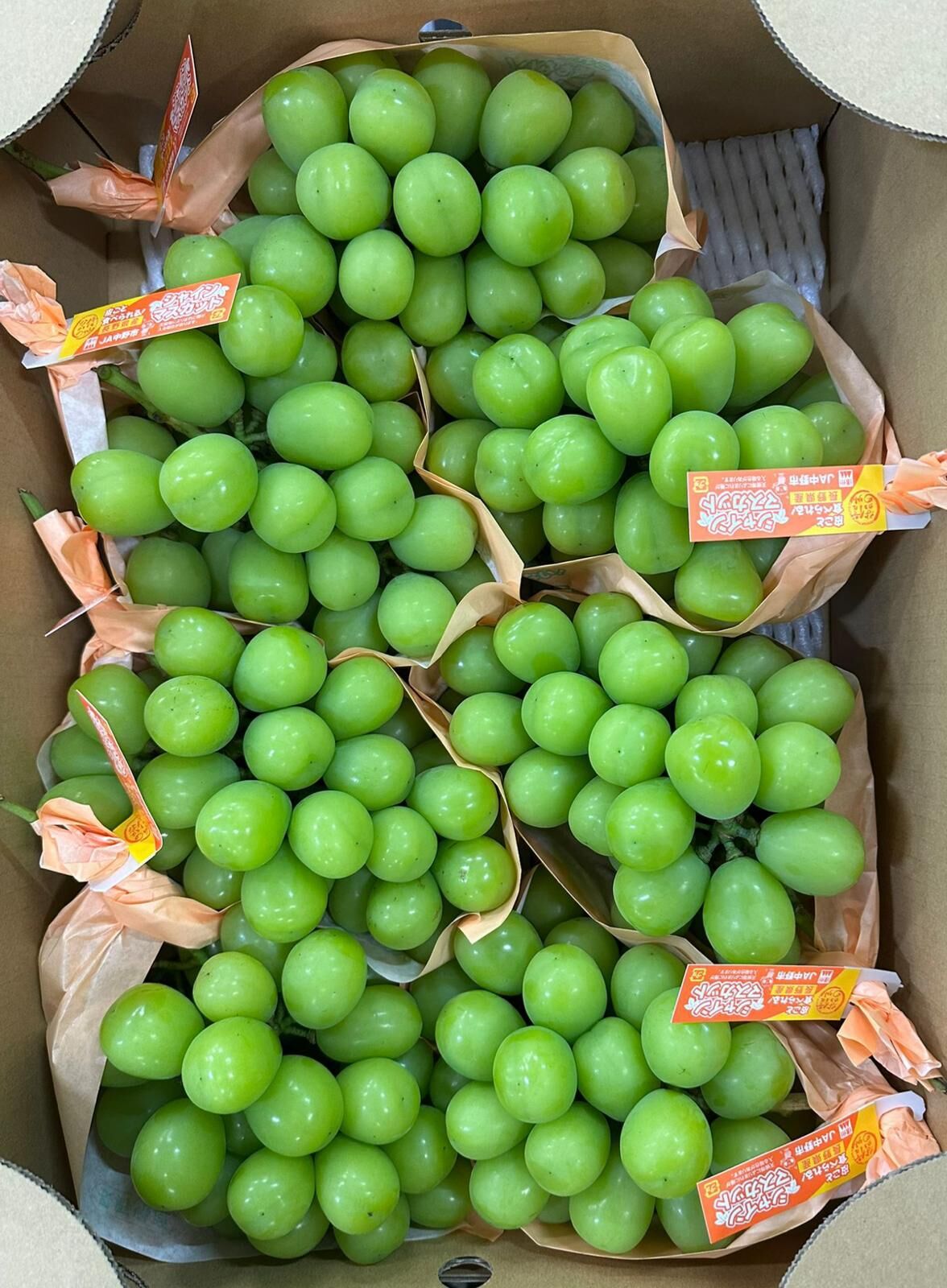 長野香印提子 (5kg)