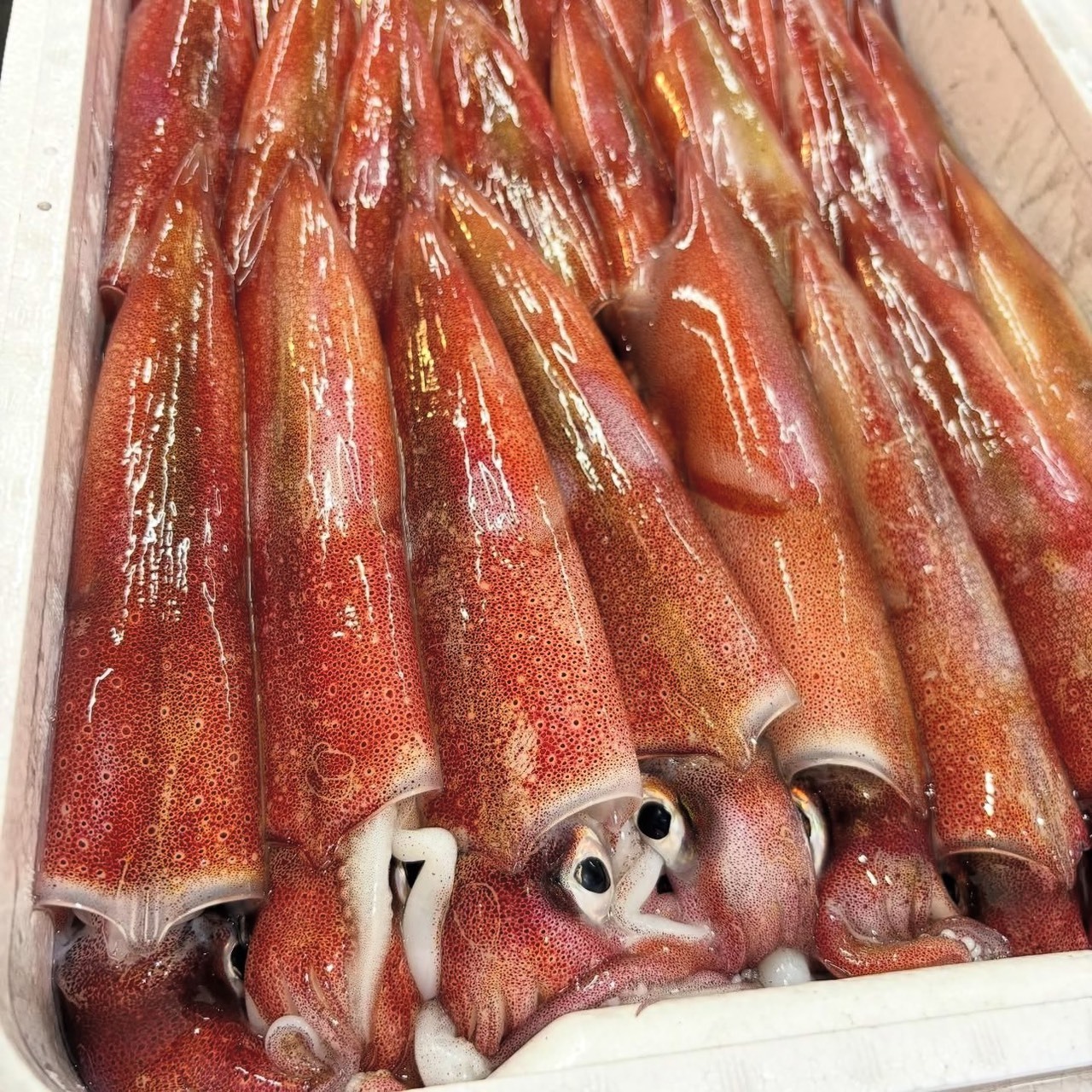 劍先烏賊（白烏賊）