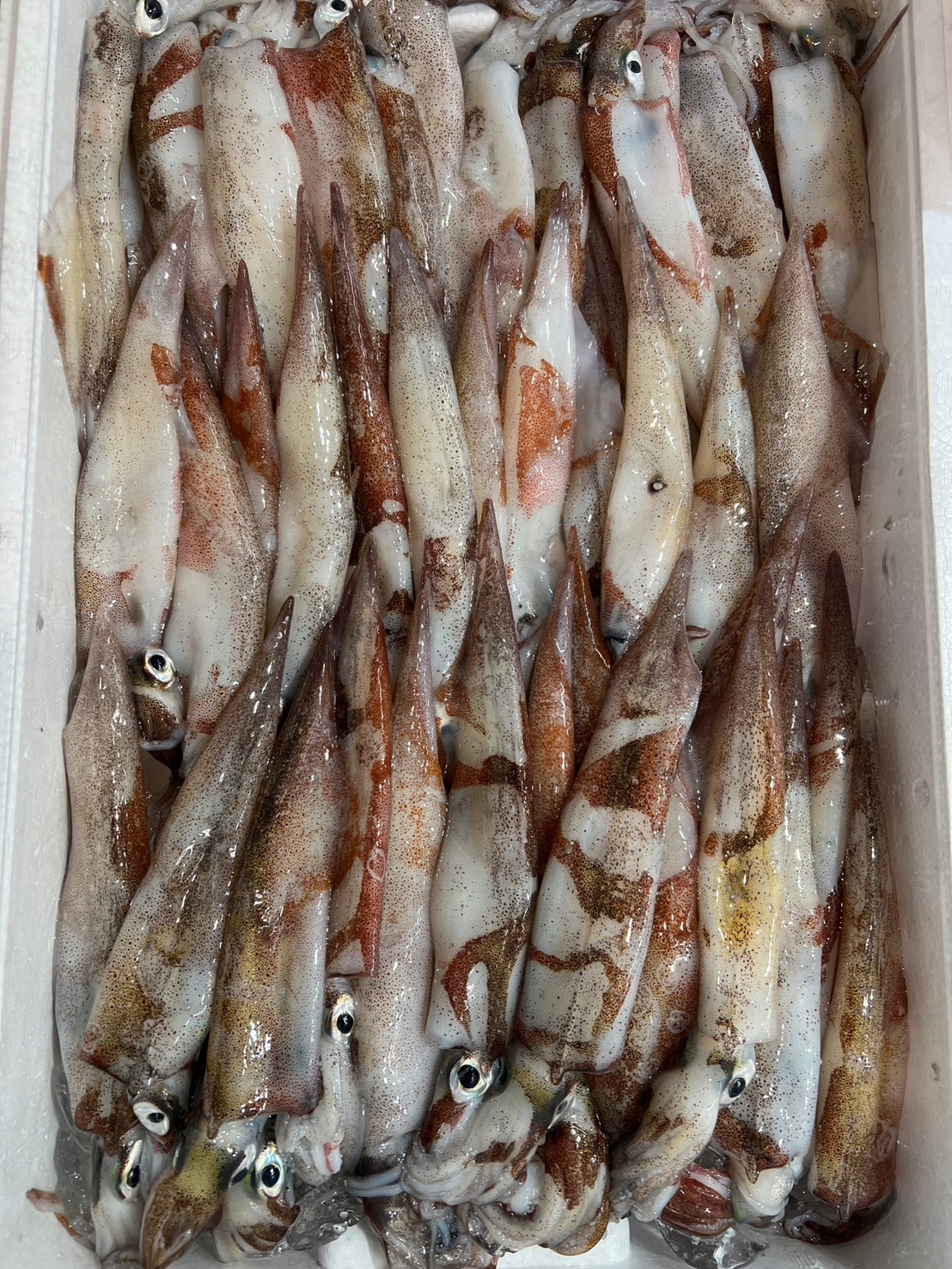 帶卵槍烏賊 子持ちヤリイカ