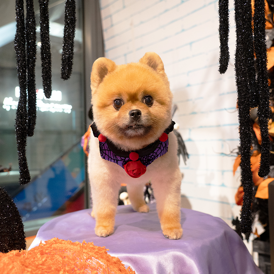 萬聖節玫瑰頸圈